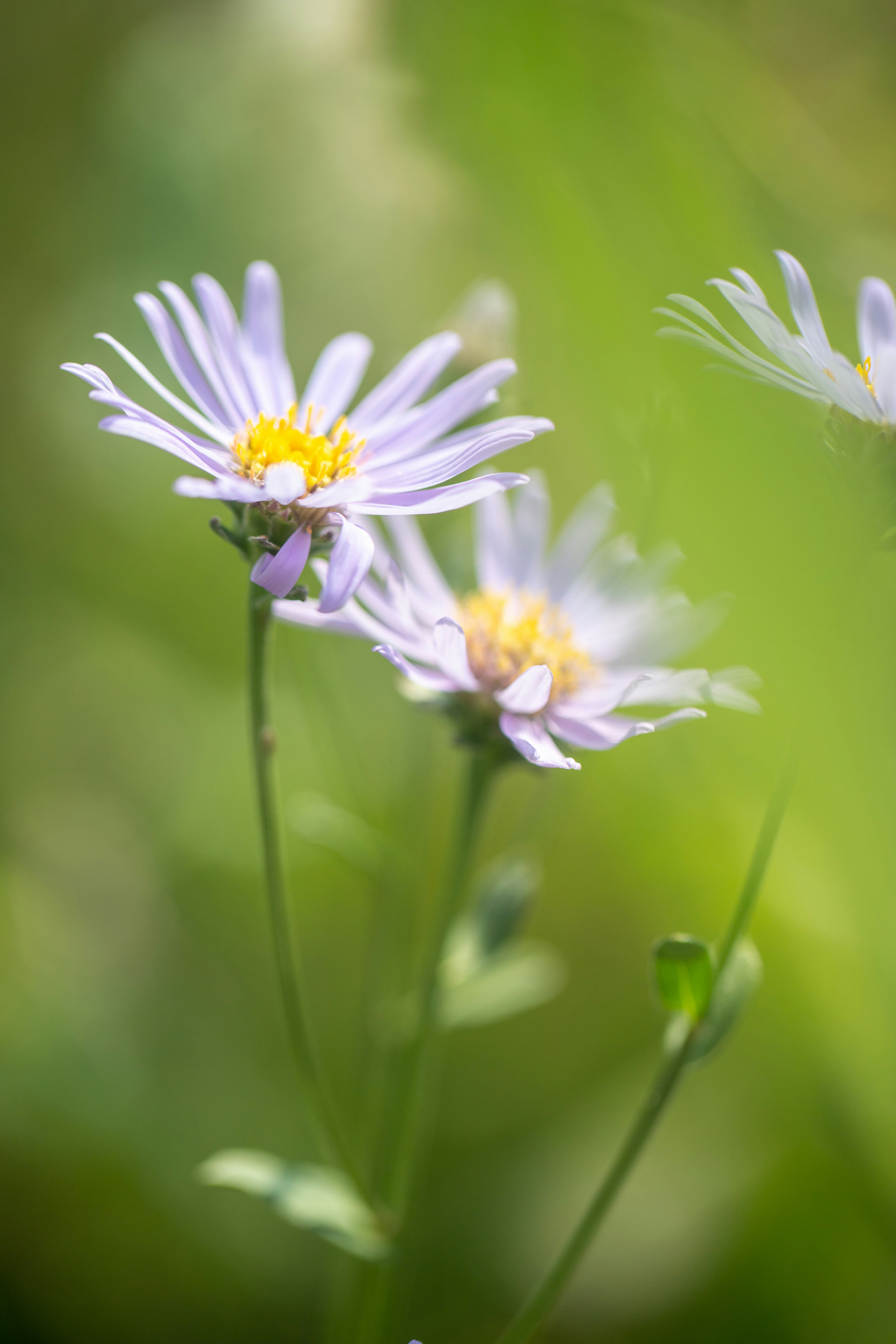 Photo by stef_enheart