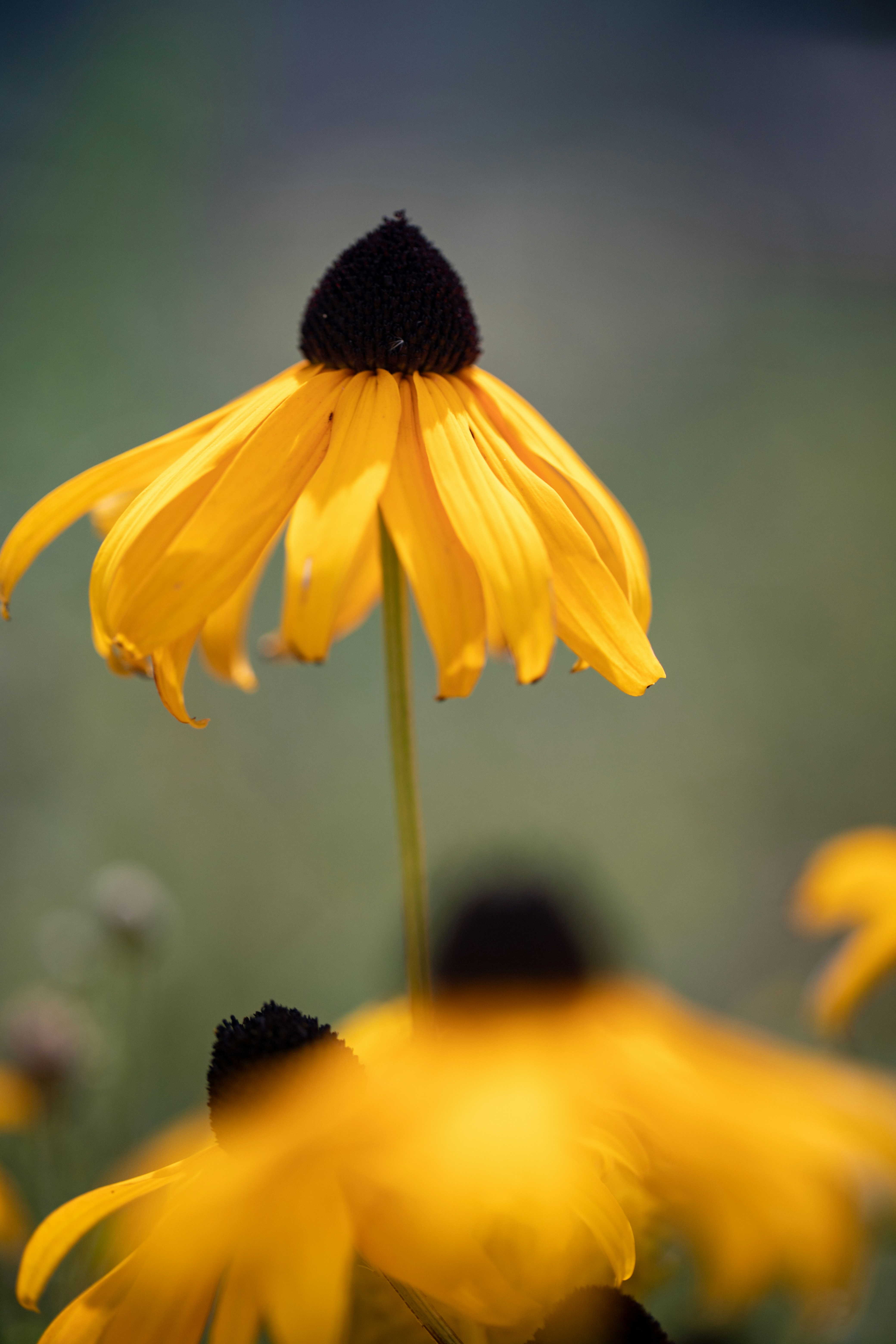 Photo by stef_enheart