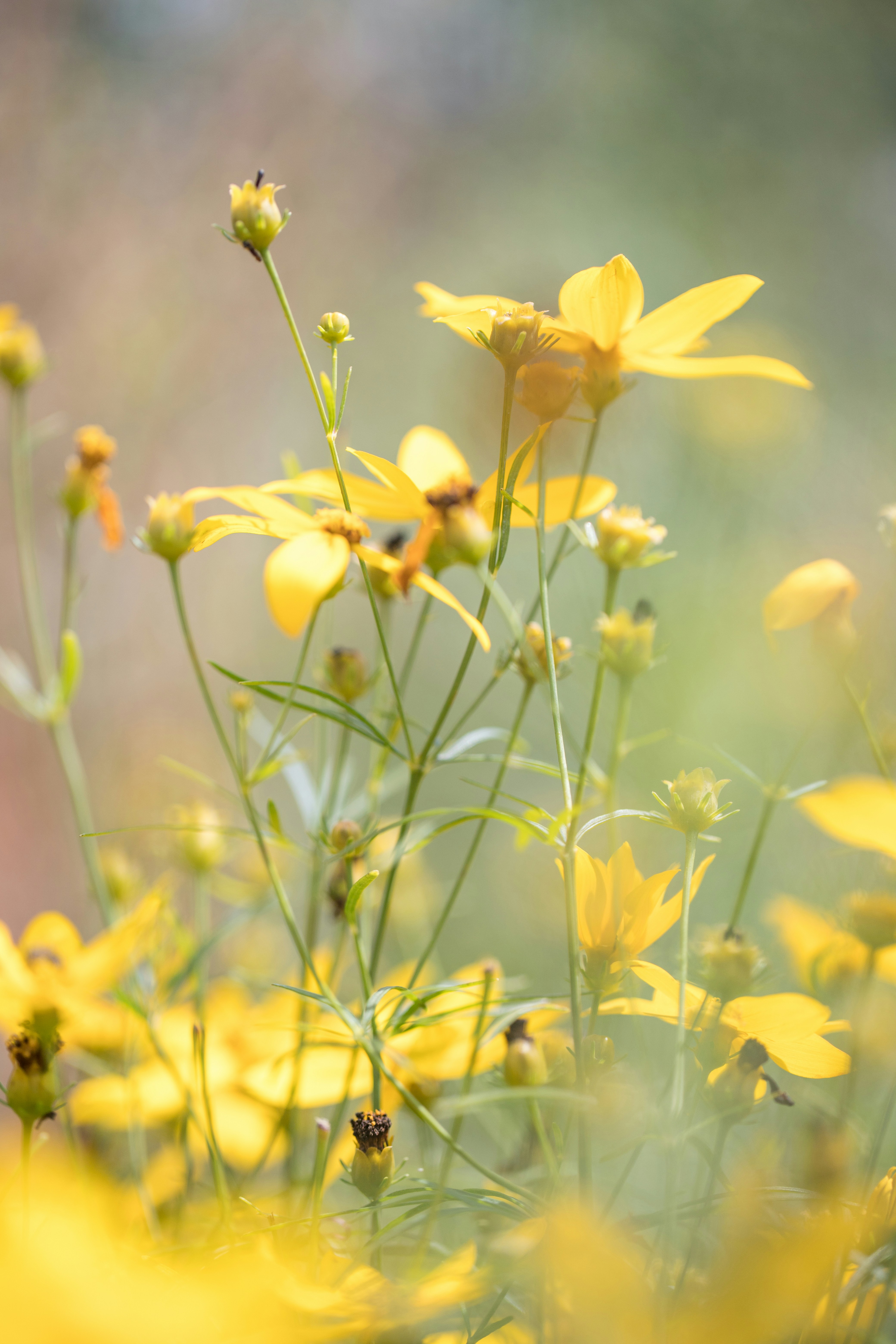 Photo by stef_enheart