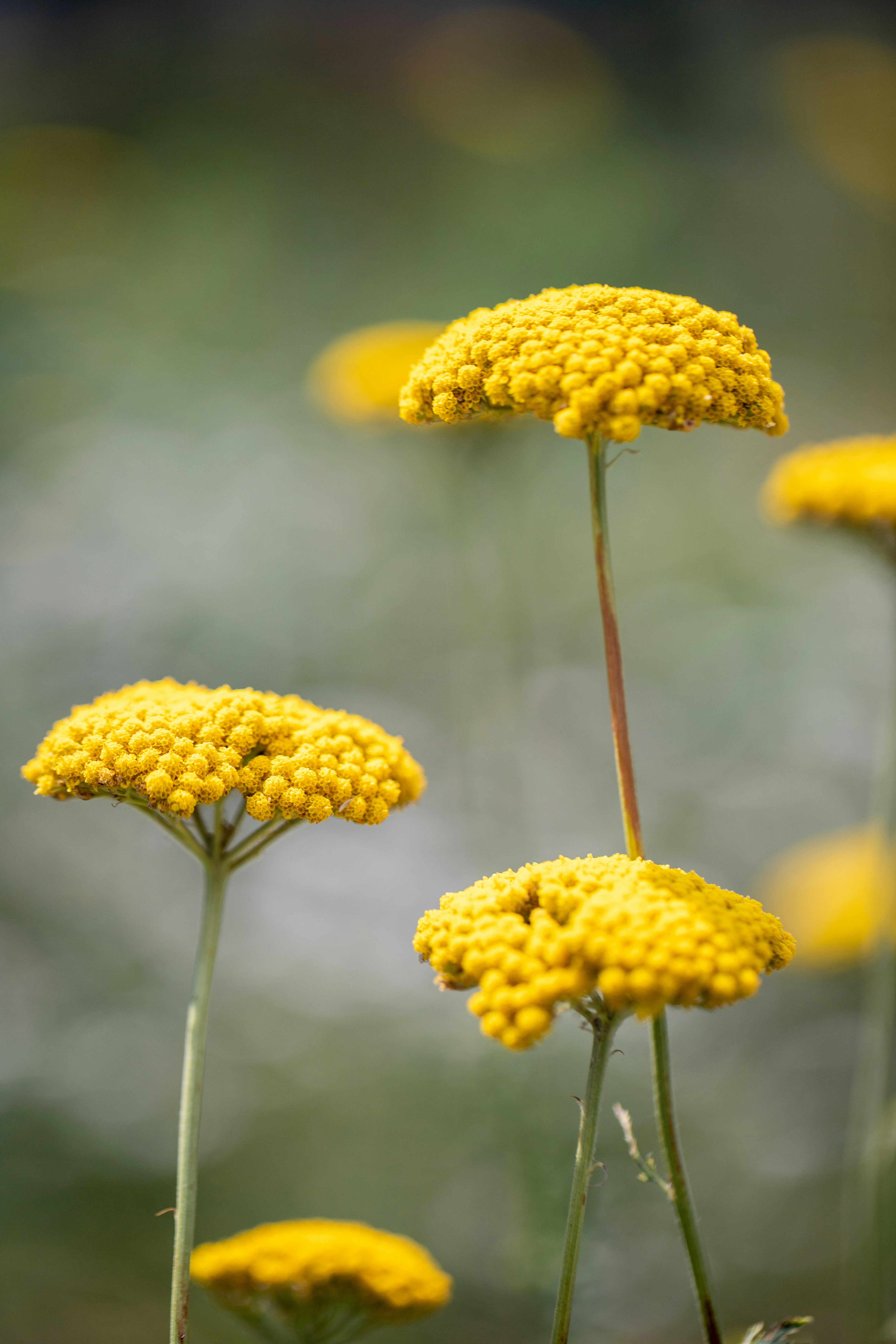 Photo by stef_enheart