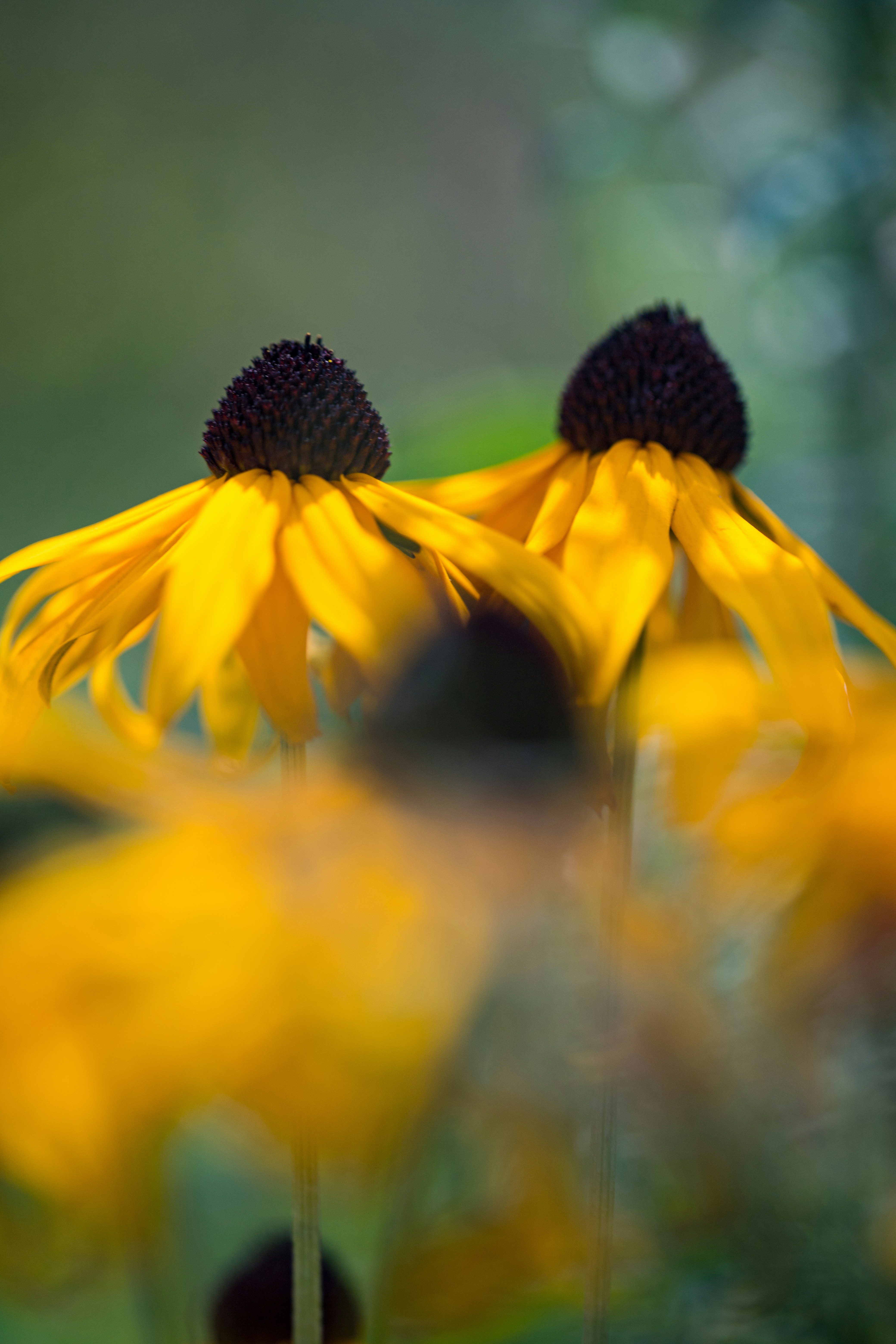 Photo by stef_enheart