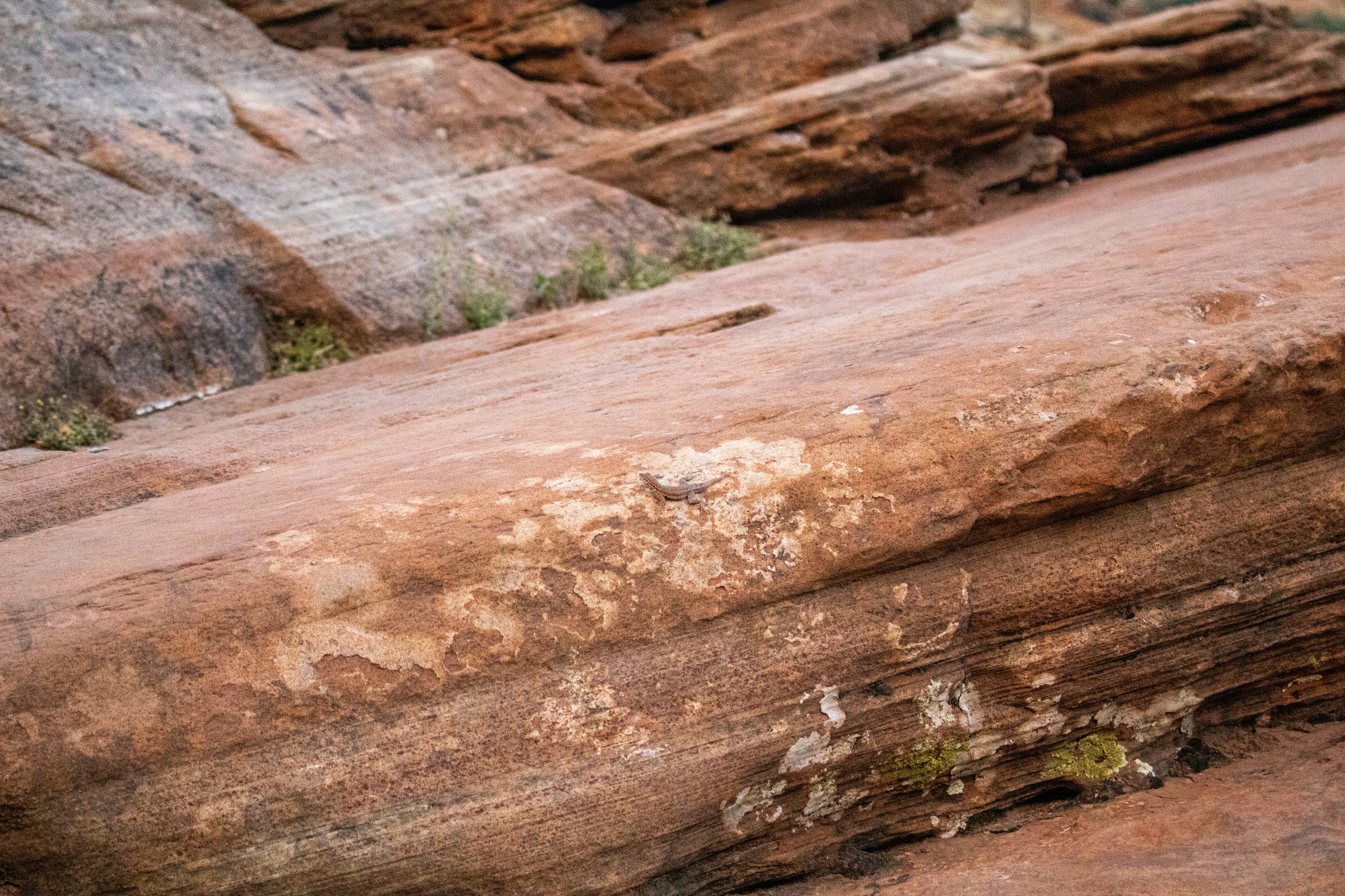 Photo by zoshuacolah