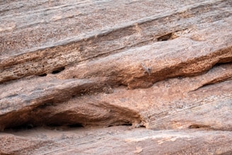 A bird is perched on a rock face
