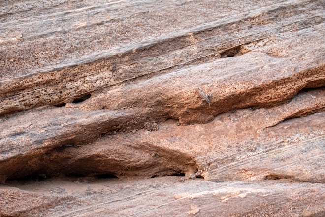 A bird is perched on a rock face