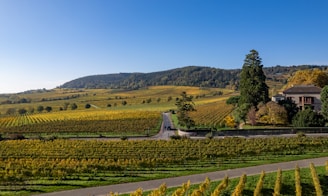 A scenic view of a vineyard with a house in the distance