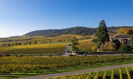 A scenic view of a vineyard with a house in the distance