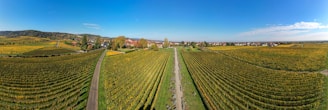 An aerial view of a vineyard in the countryside