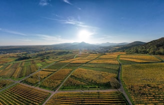 The sun is shining over a field of crops