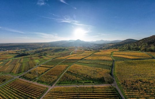 The sun is shining over a field of crops