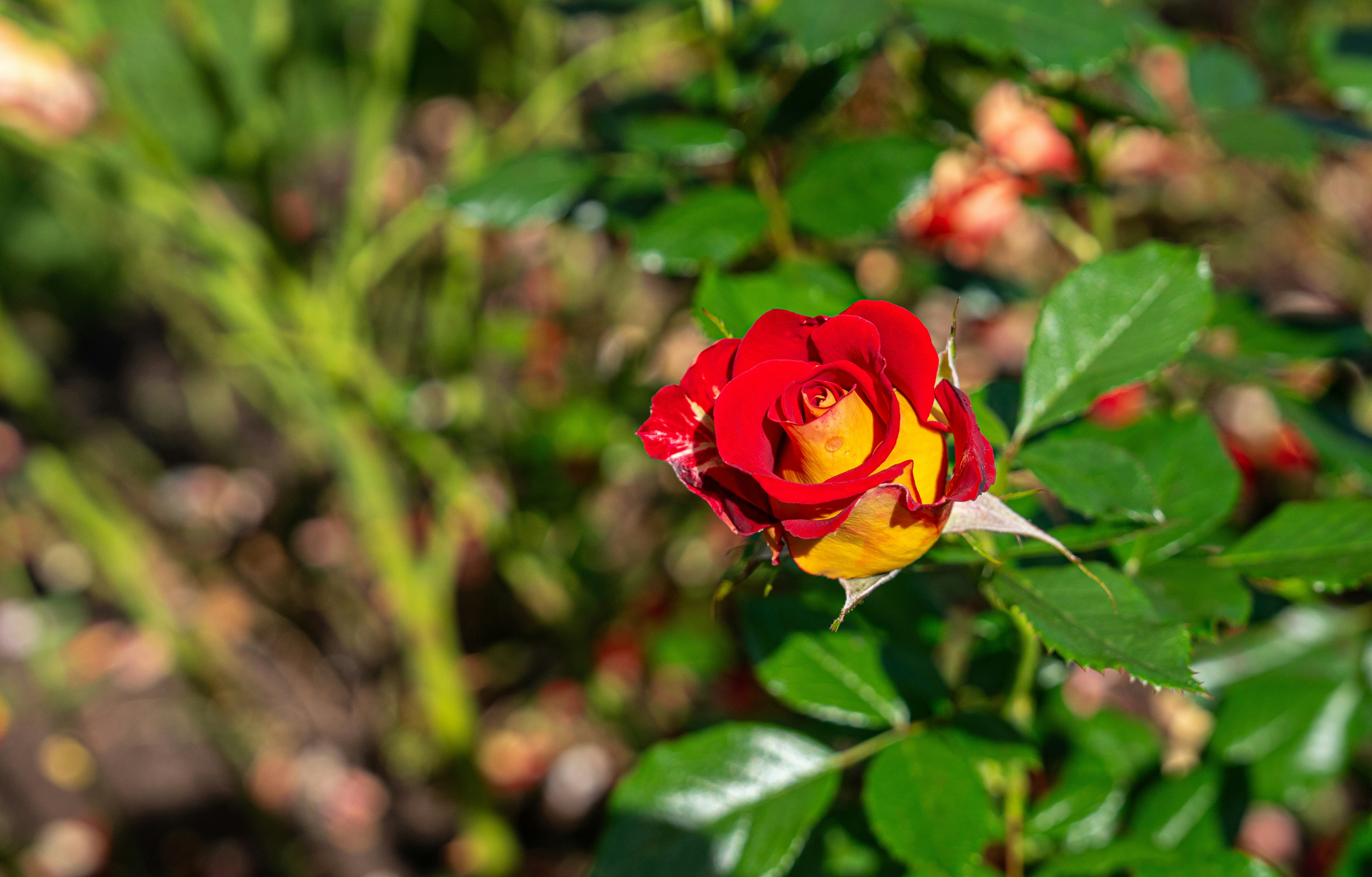 International Rose Test Garden