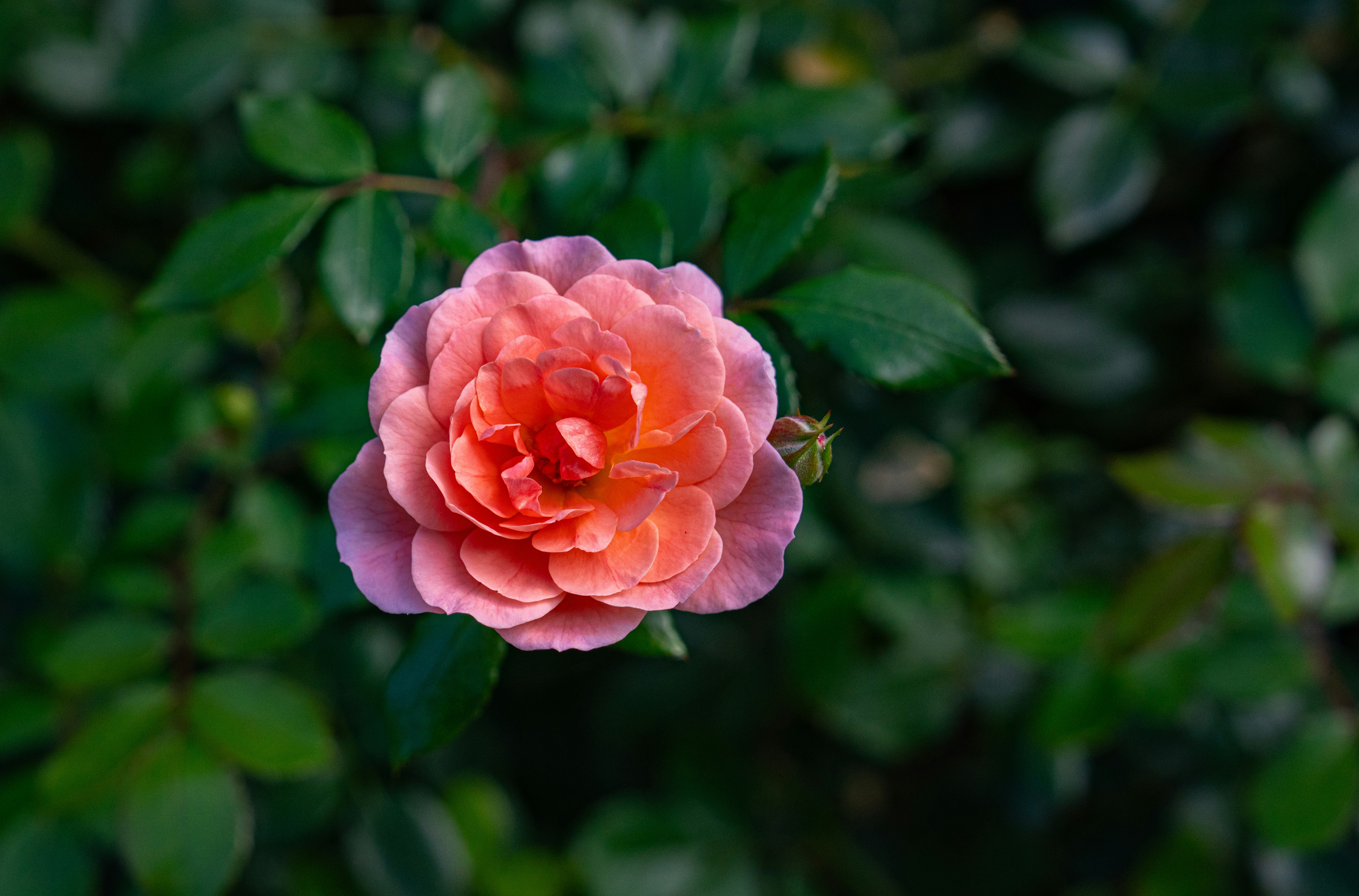 Photo by fortuitousfoto