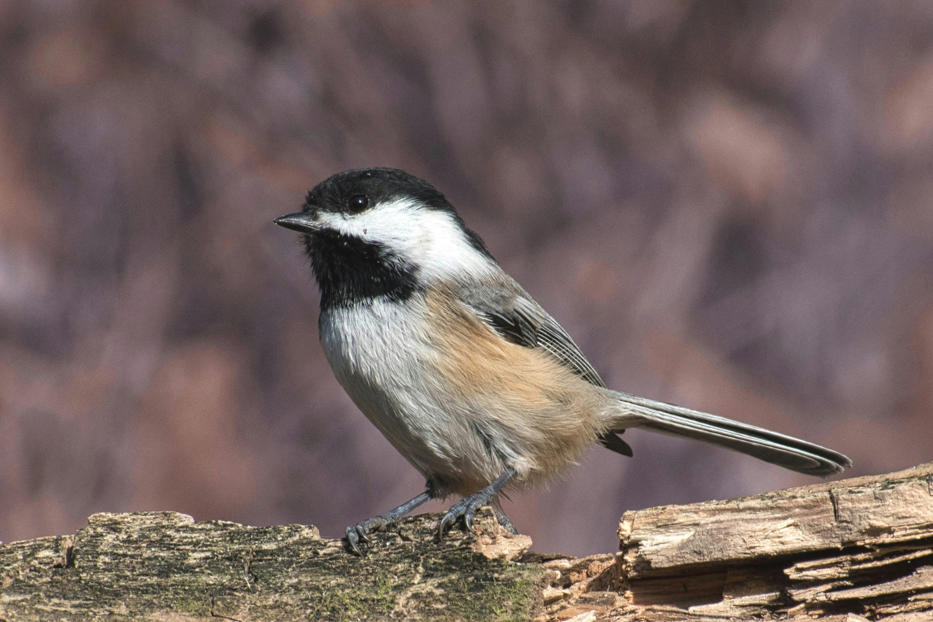 A black and white bird sitting on a tree branch