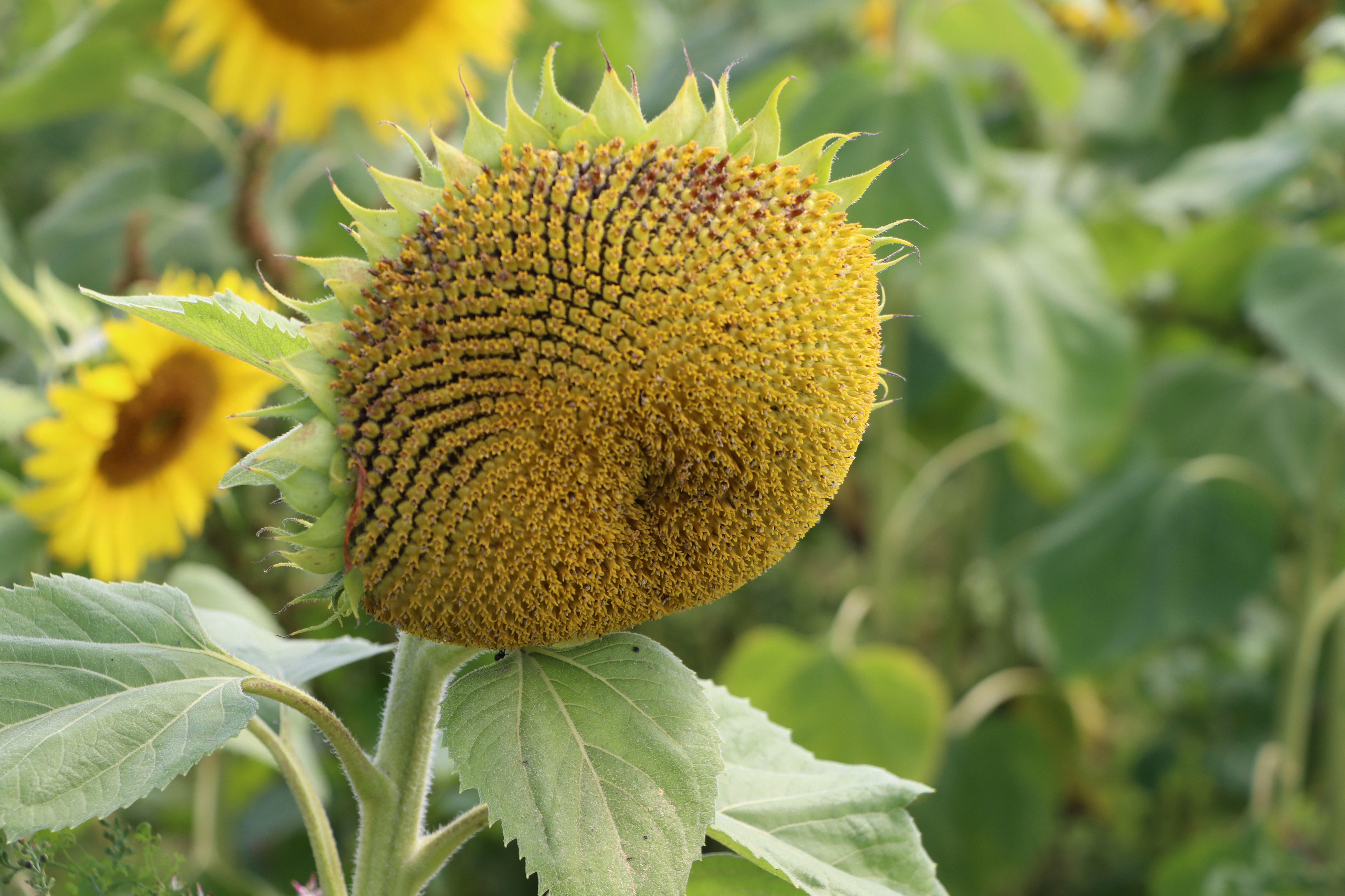 Un grande girasole in un campo di girasoli