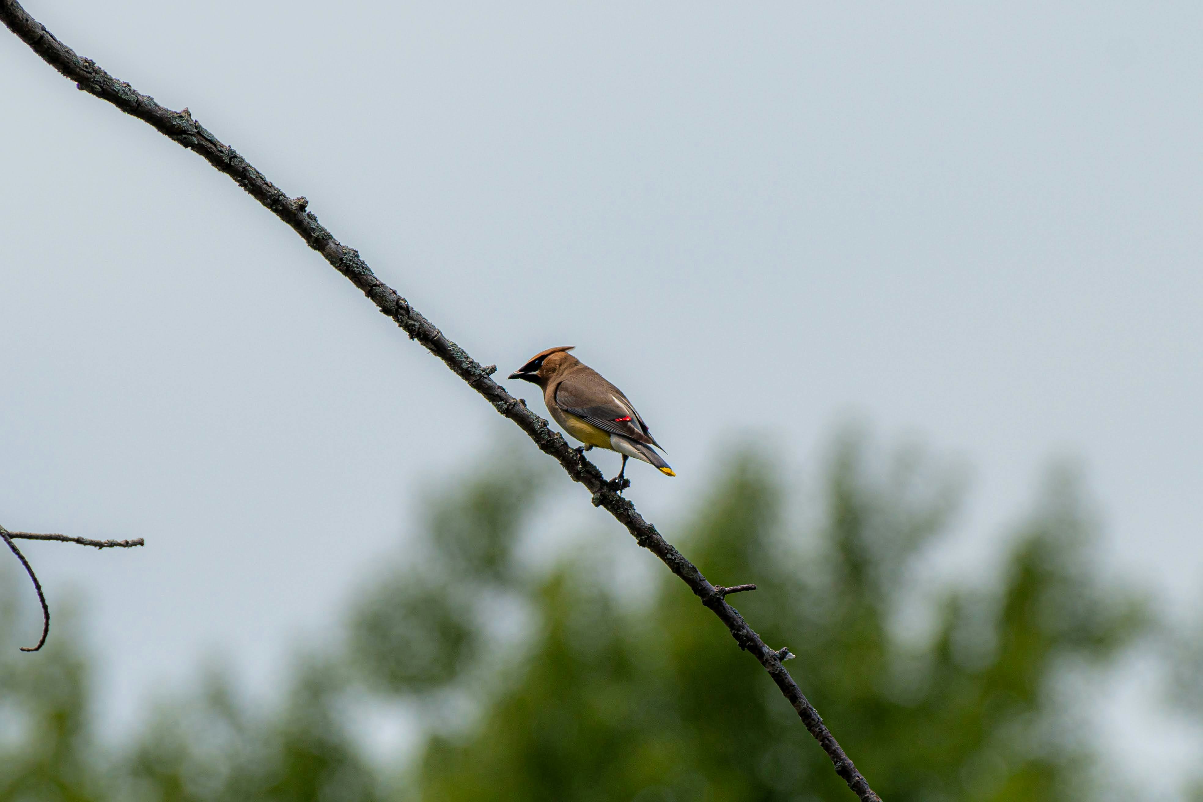 A small bird perched on top of a tree branch