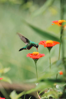 A hummingbird flying over a bunch of flowers