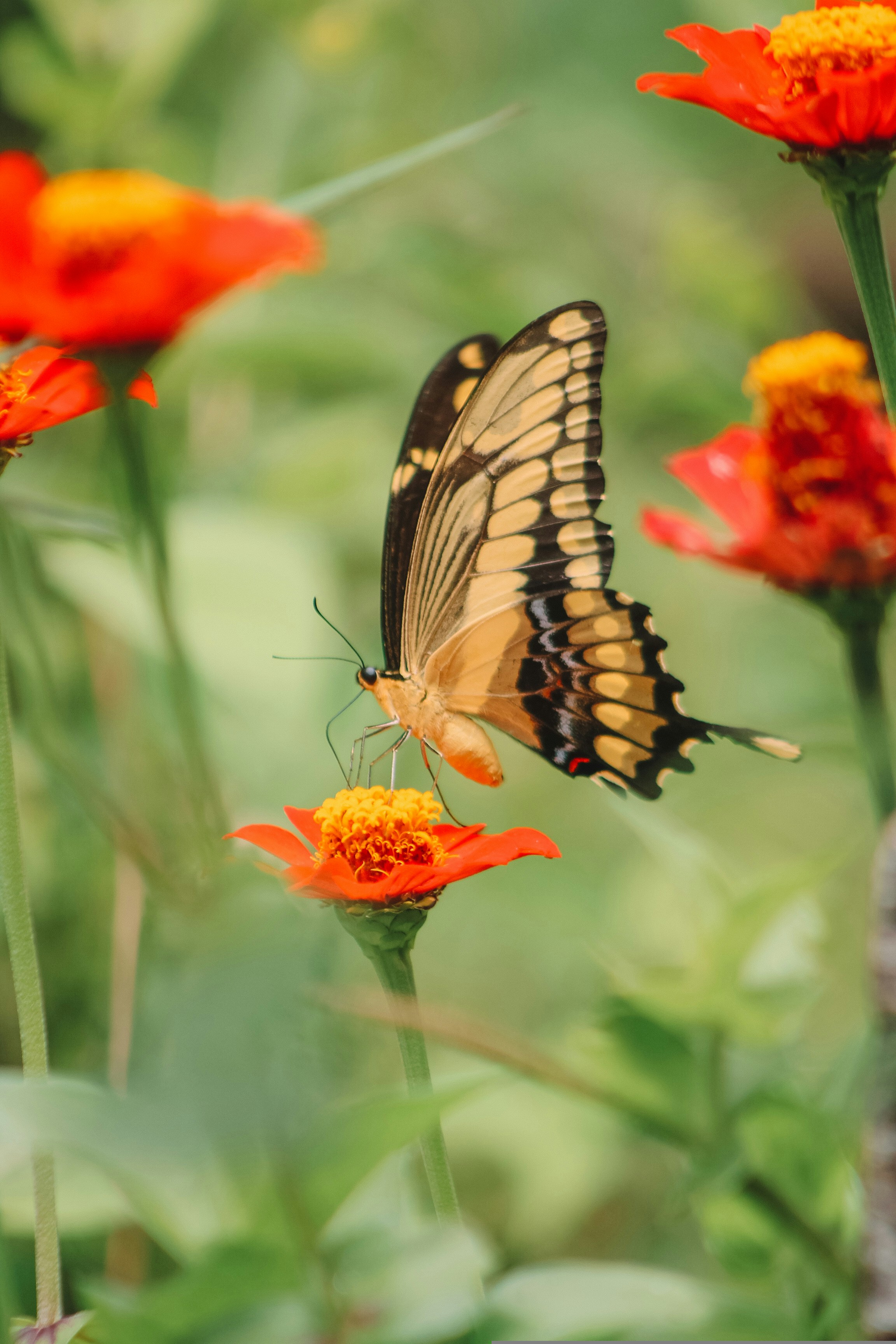 A butterfly sitting on a flower in a field