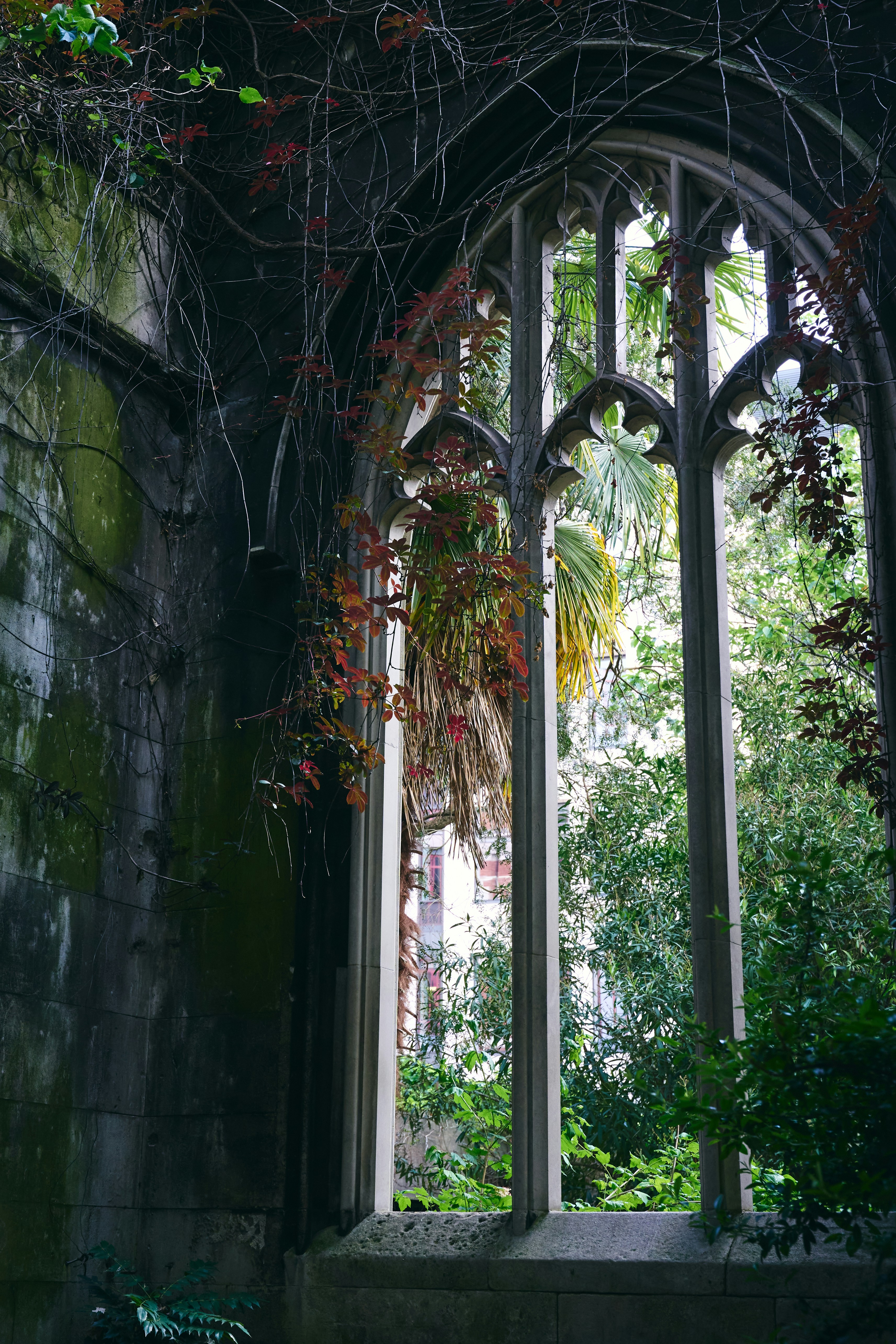 A window with vines growing out of it