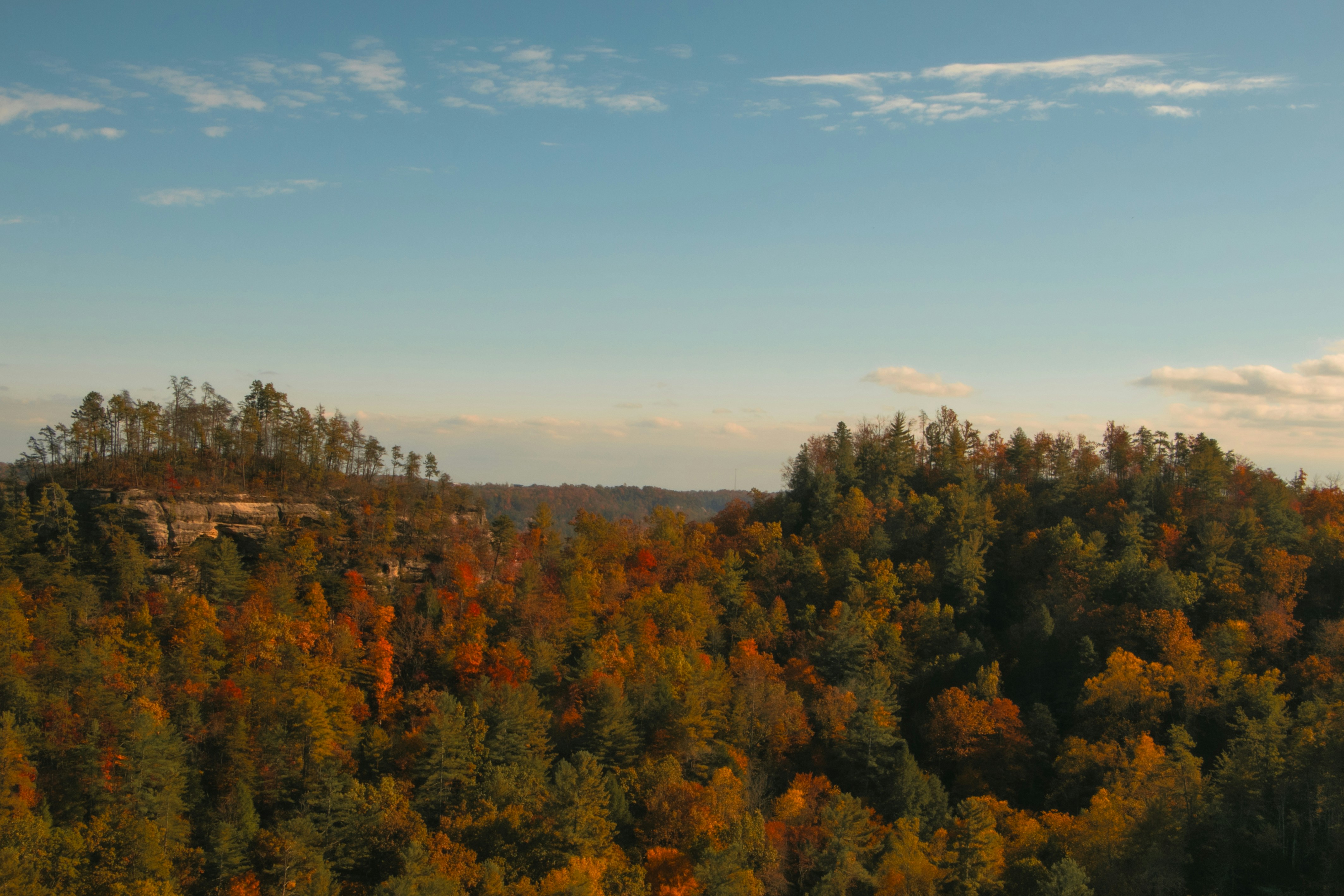 A view of a forest with lots of trees