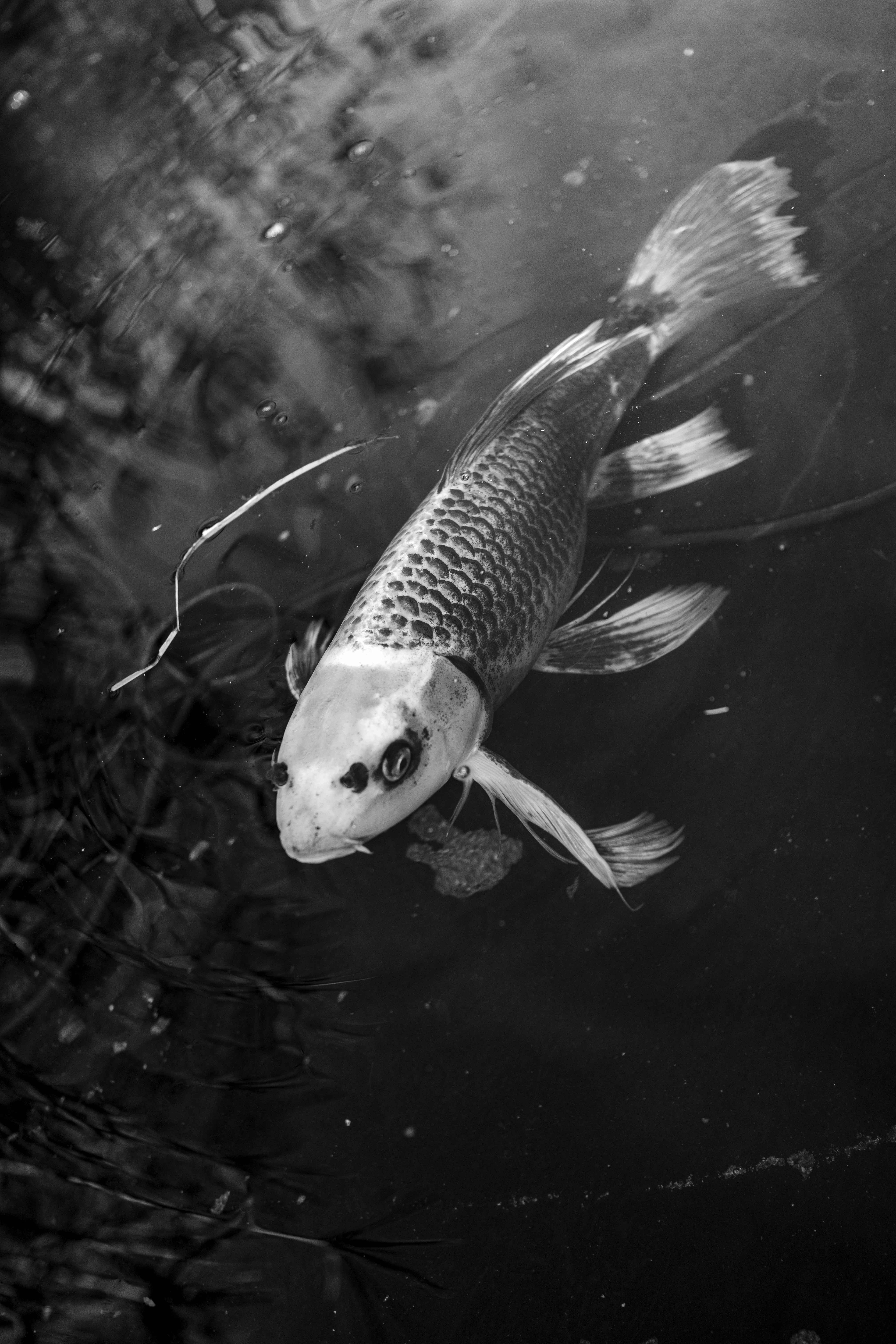 A black and white photo of a fish in a pond