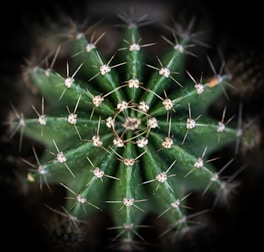 A close up of a green cactus plant