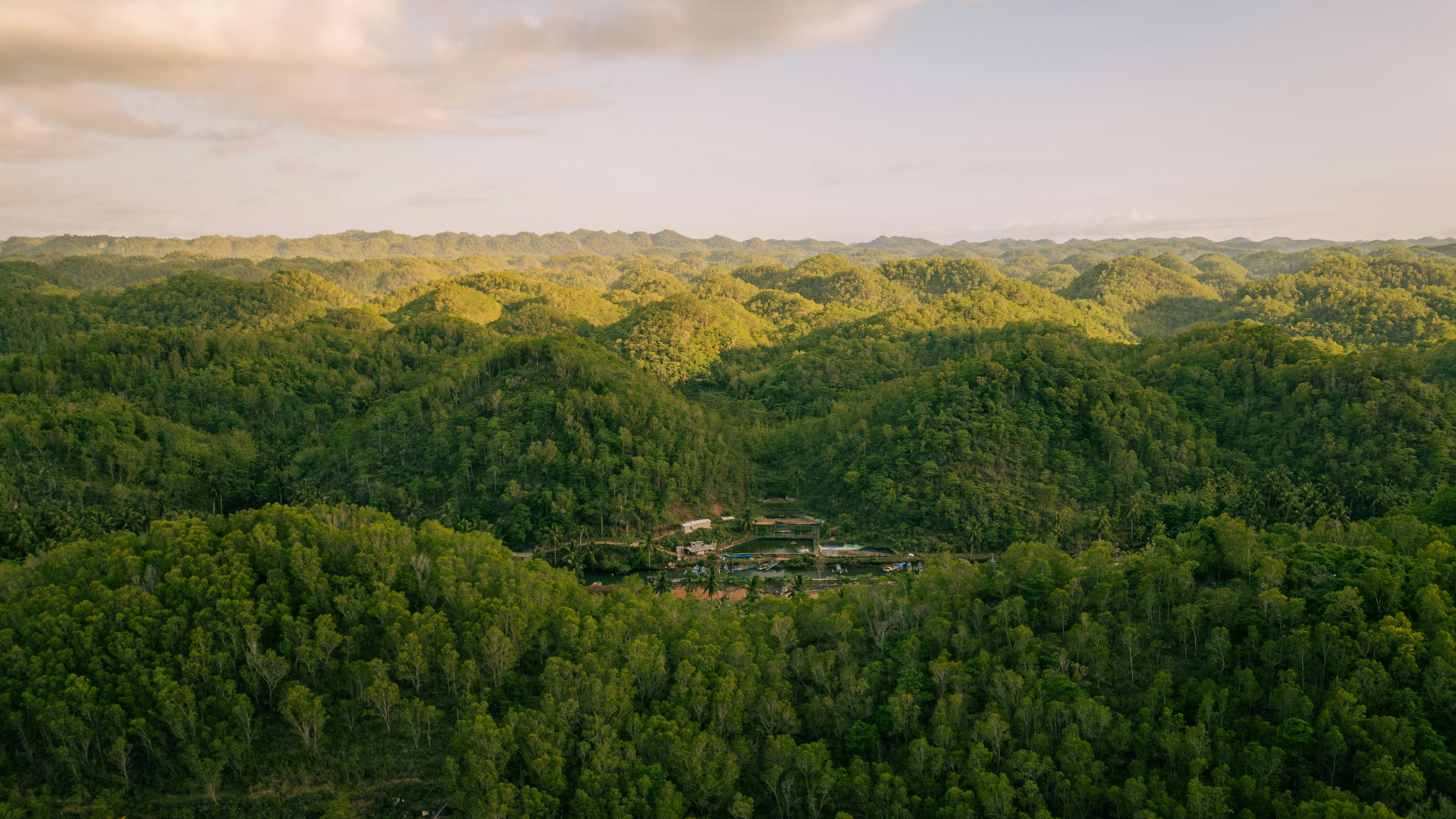 An aerial view of a lush green forest