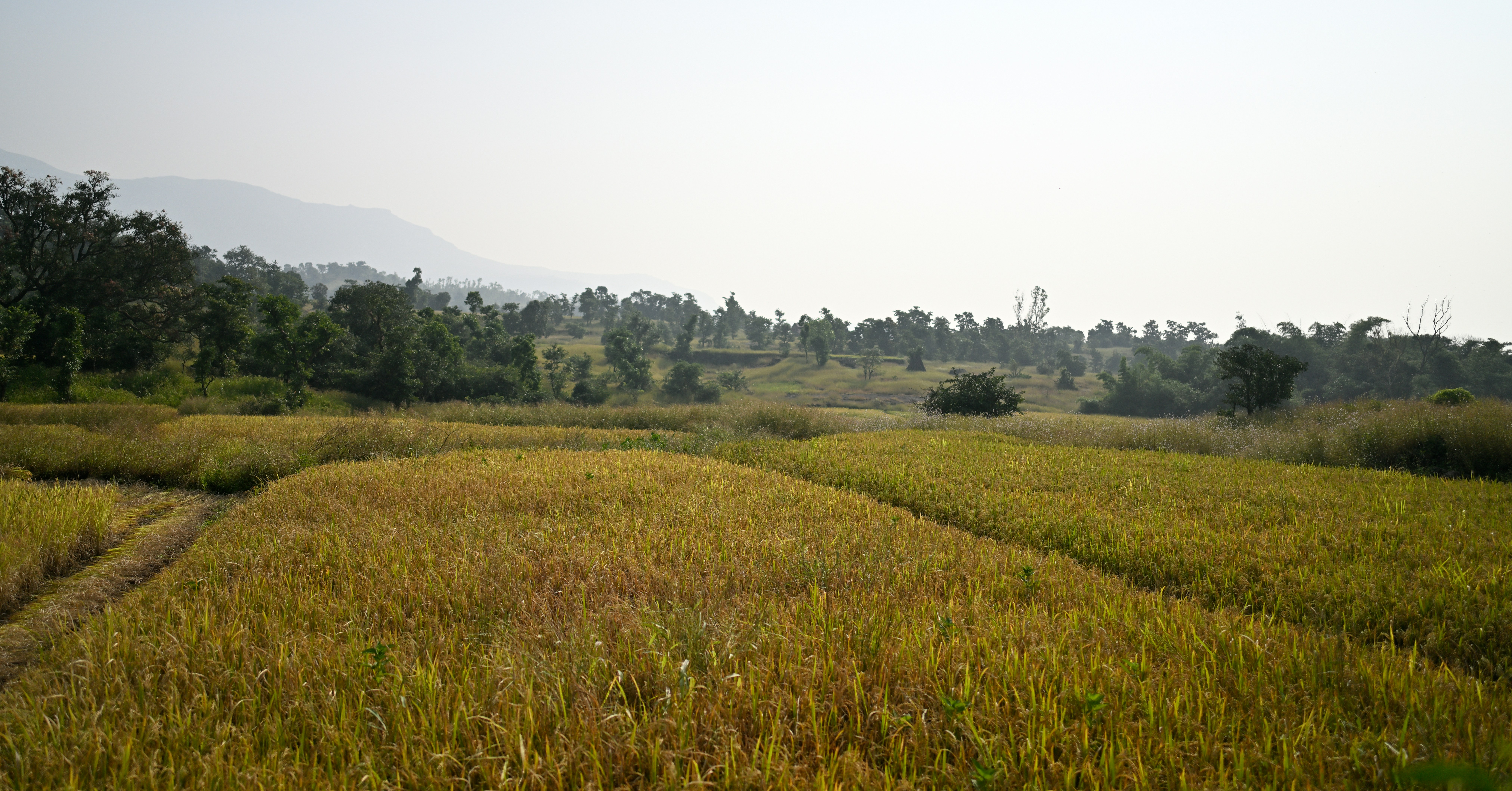 Photo by saptarangphotography