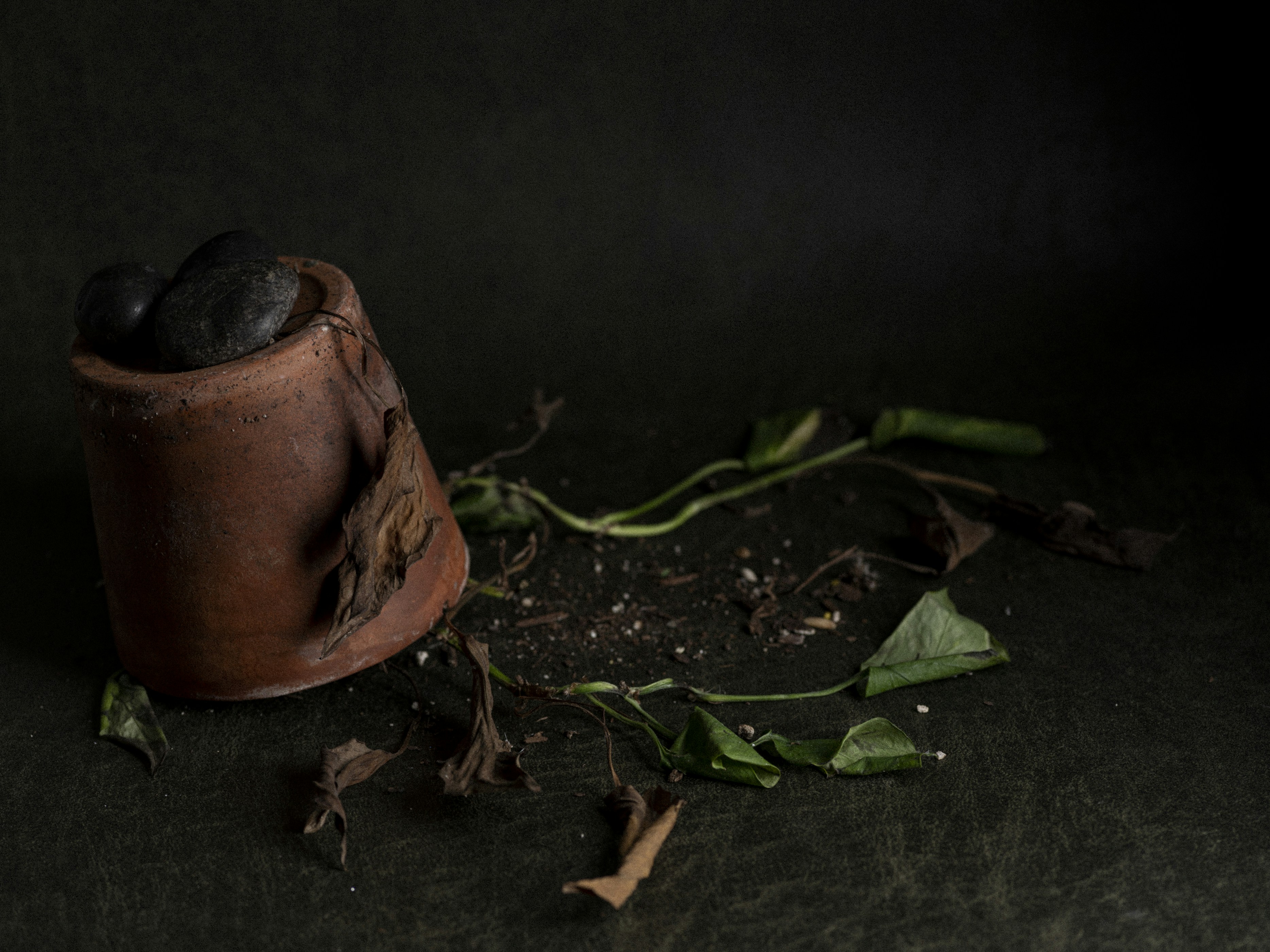A close up of a plant with dirt and leaves