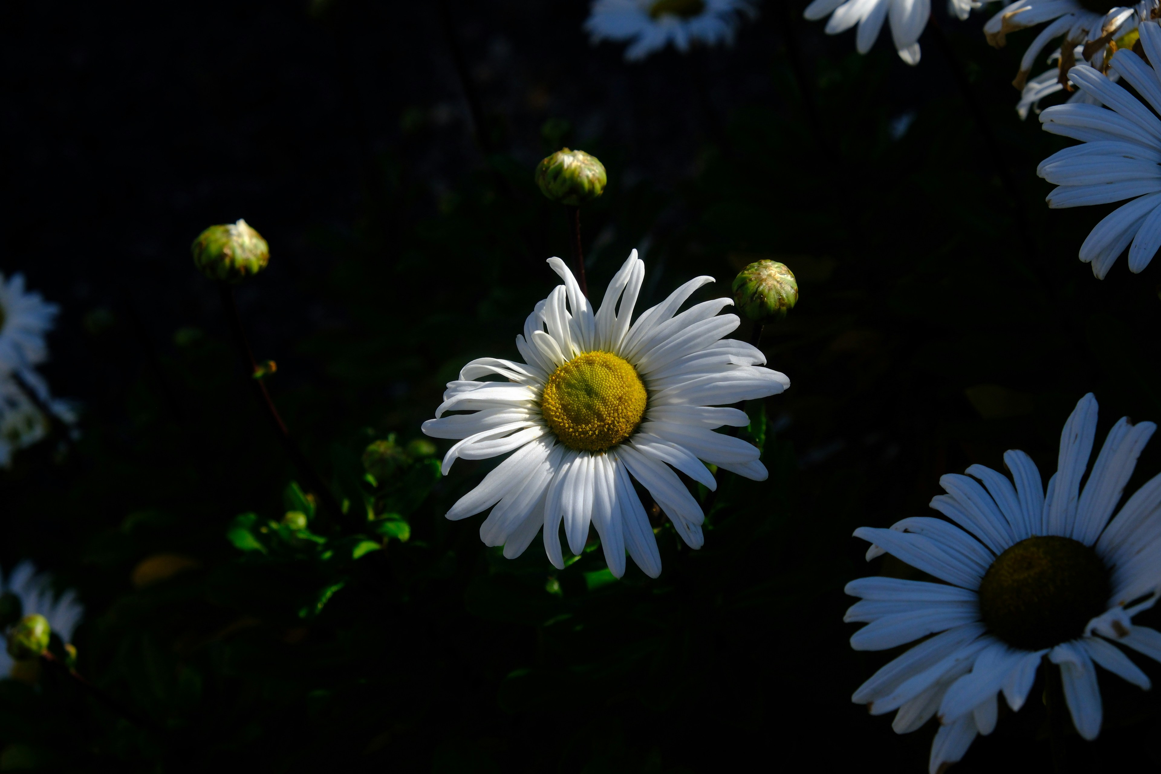 Photo by anddremoraes