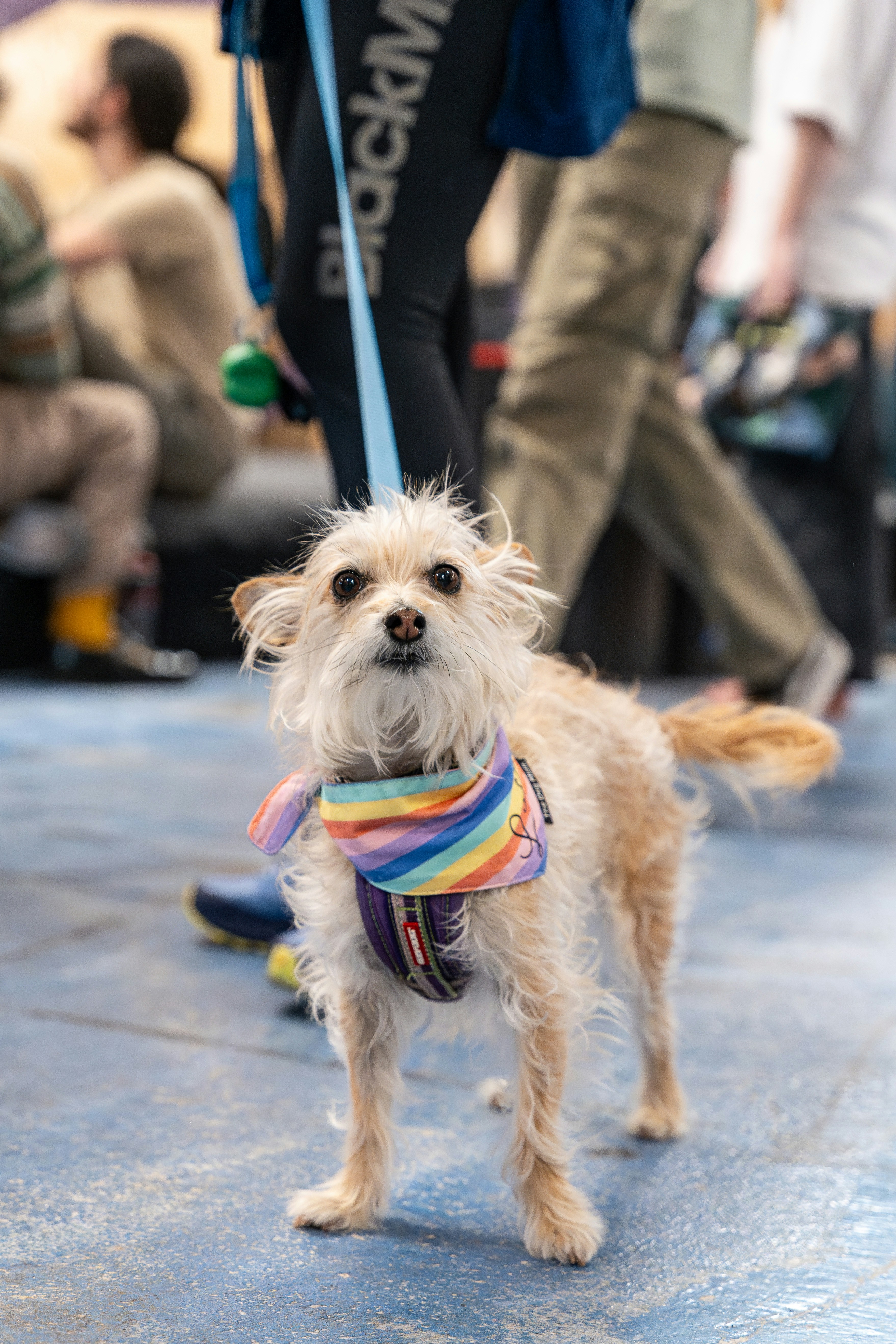 A small white dog wearing a colorful scarf