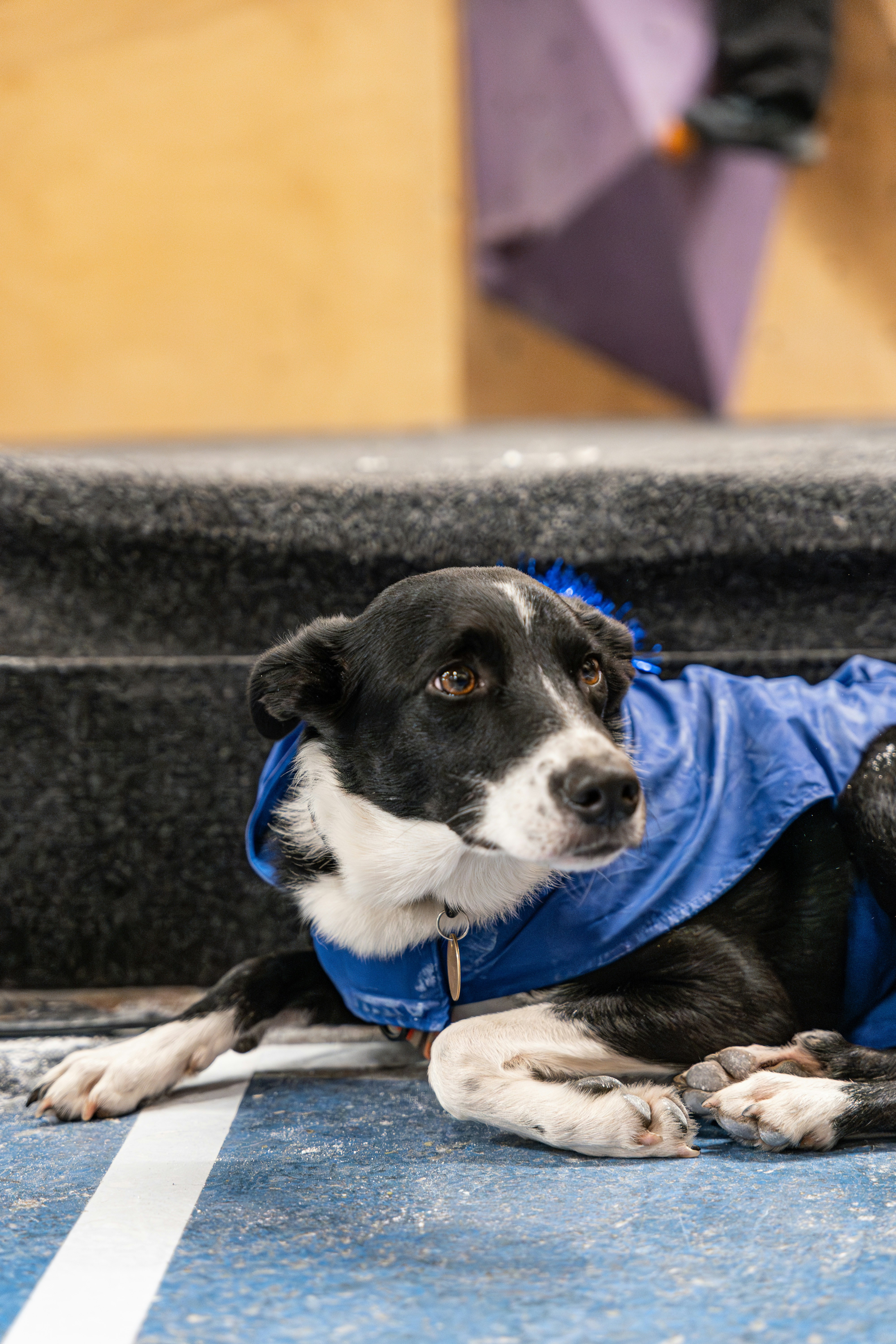 A black and white dog wearing a blue jacket