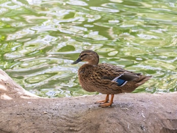 A duck standing on a log near a body of water