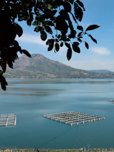 A large body of water surrounded by a forest