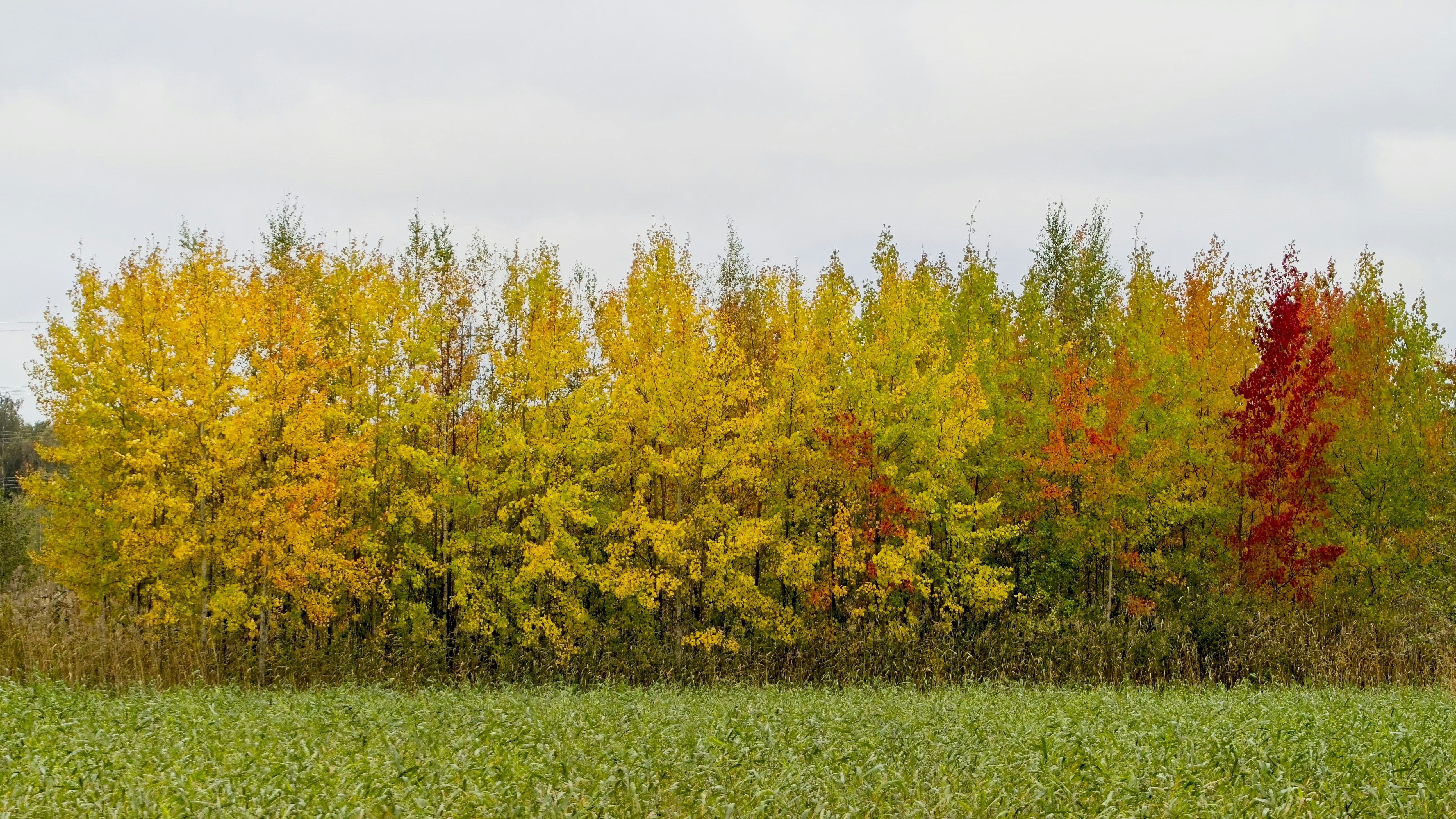 A field with trees in the background and grass in the foreground