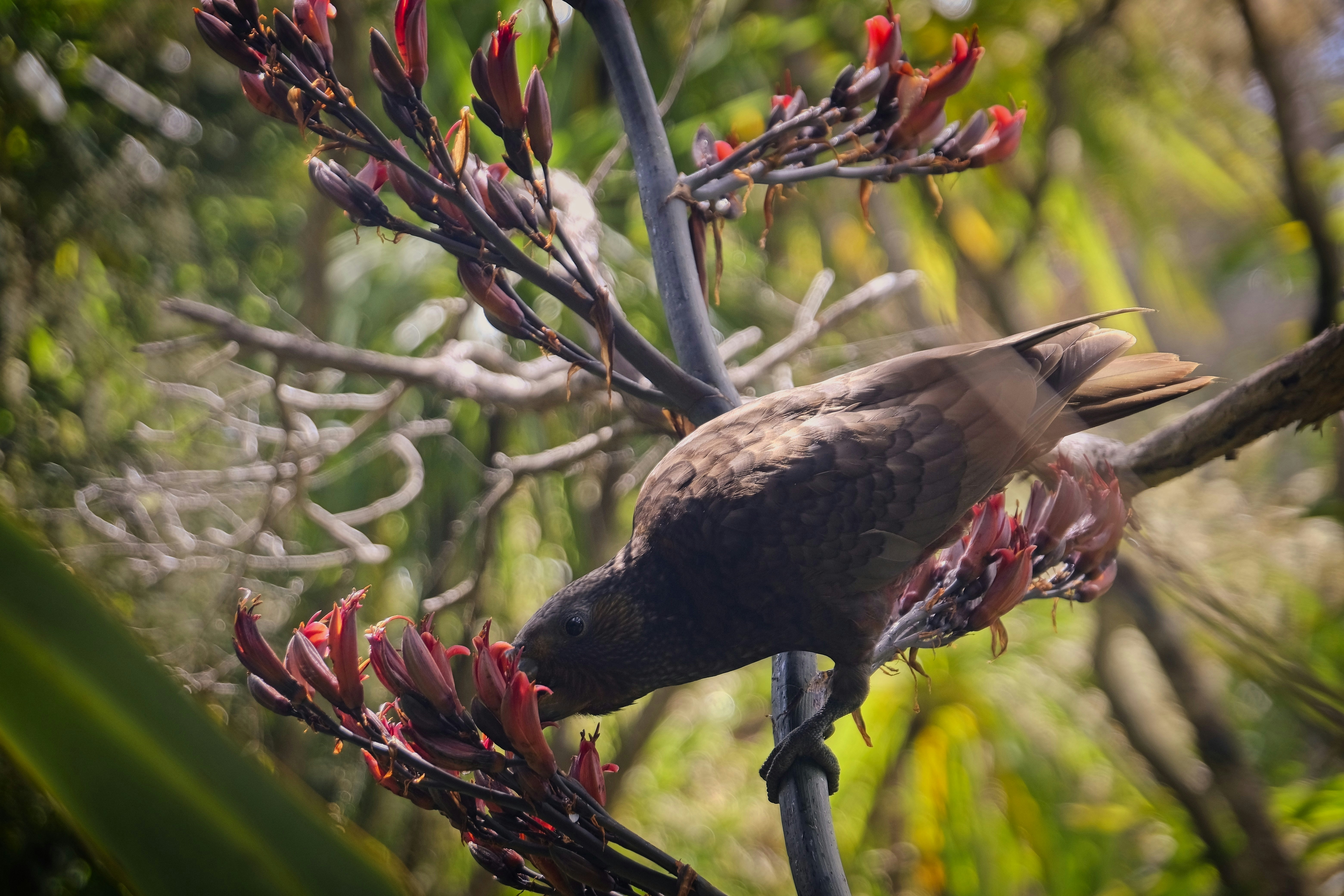 A bird sitting on a branch with red flowers