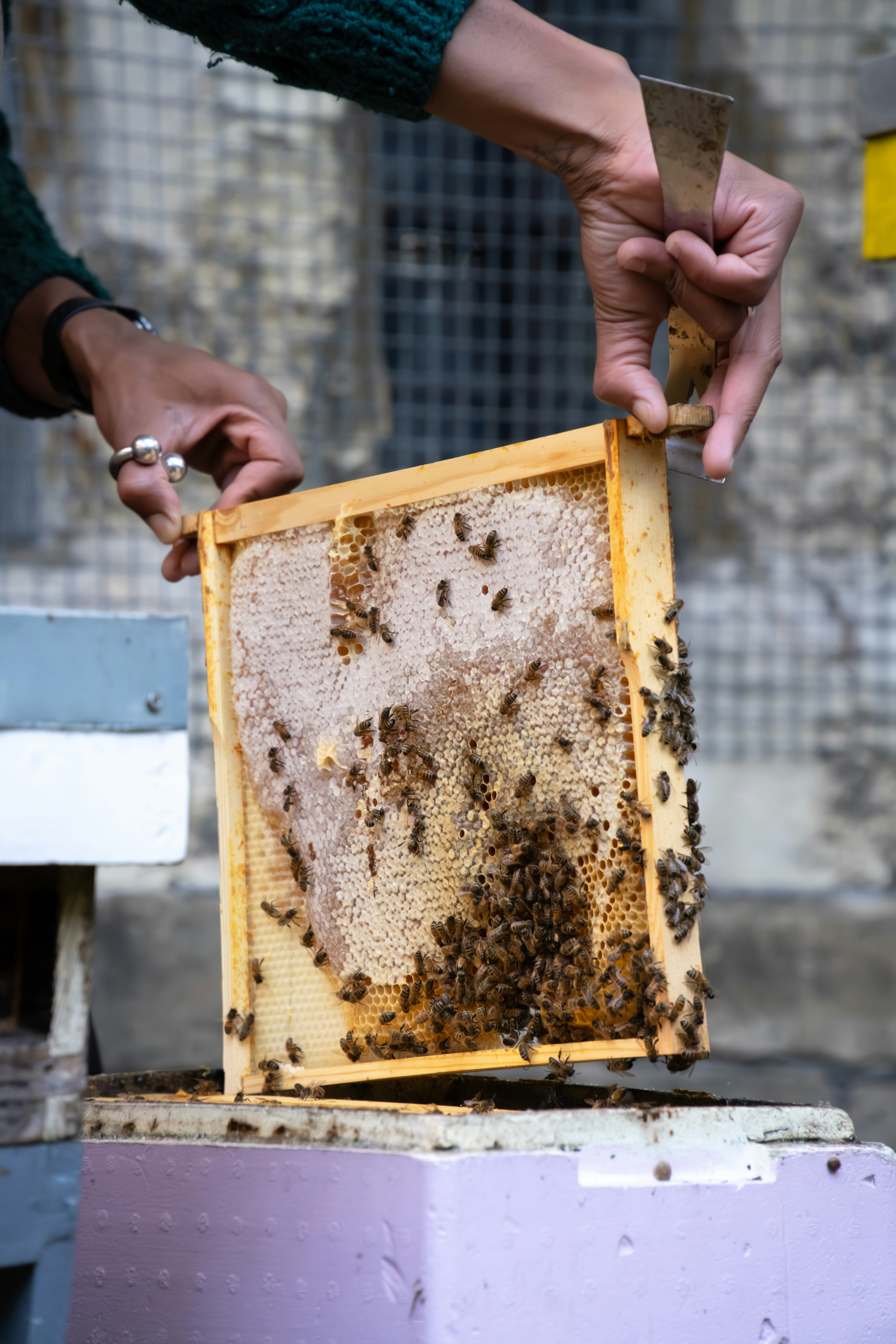 A person holding a beehive in their hands