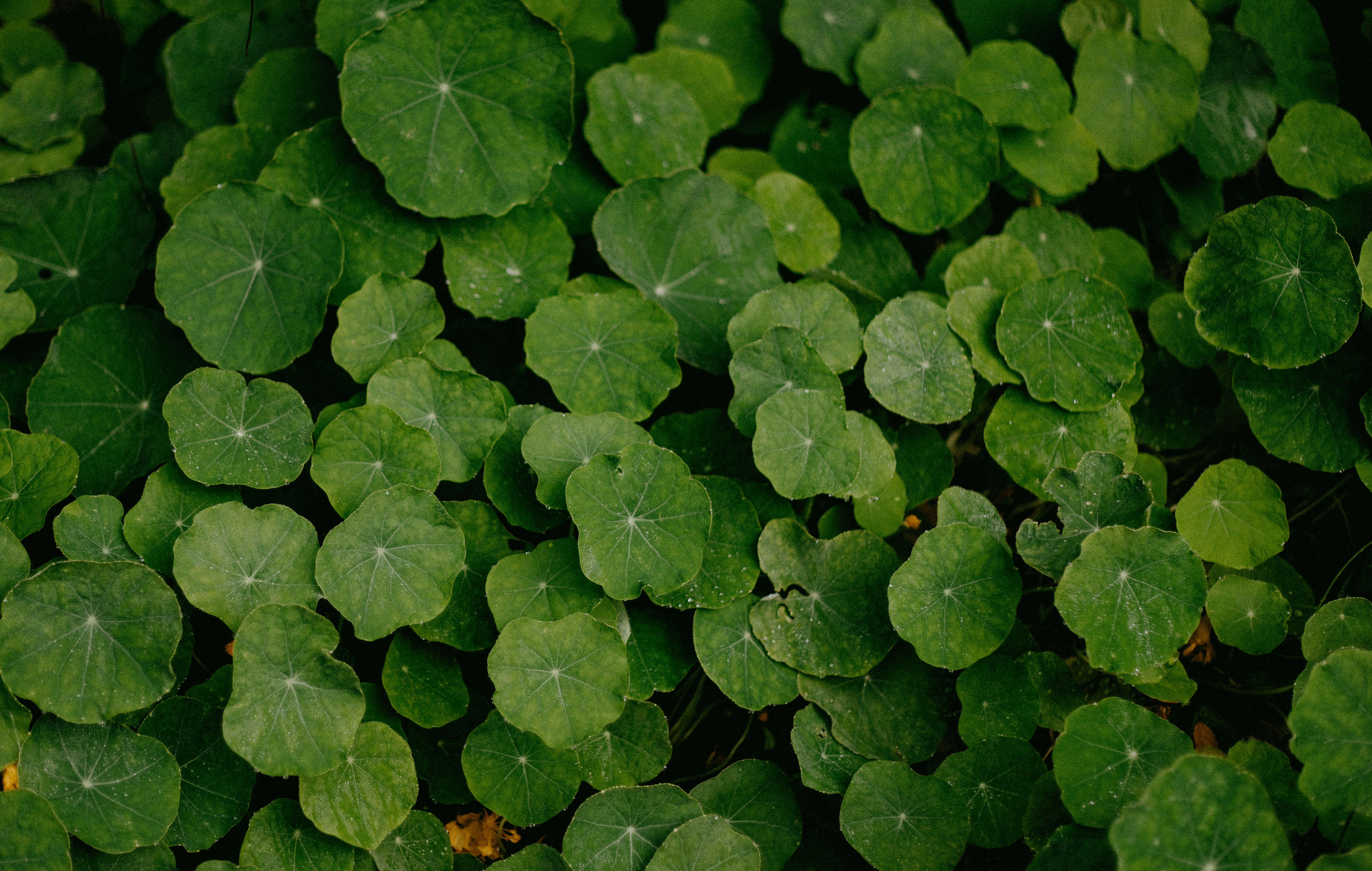 Photo by anniespratt