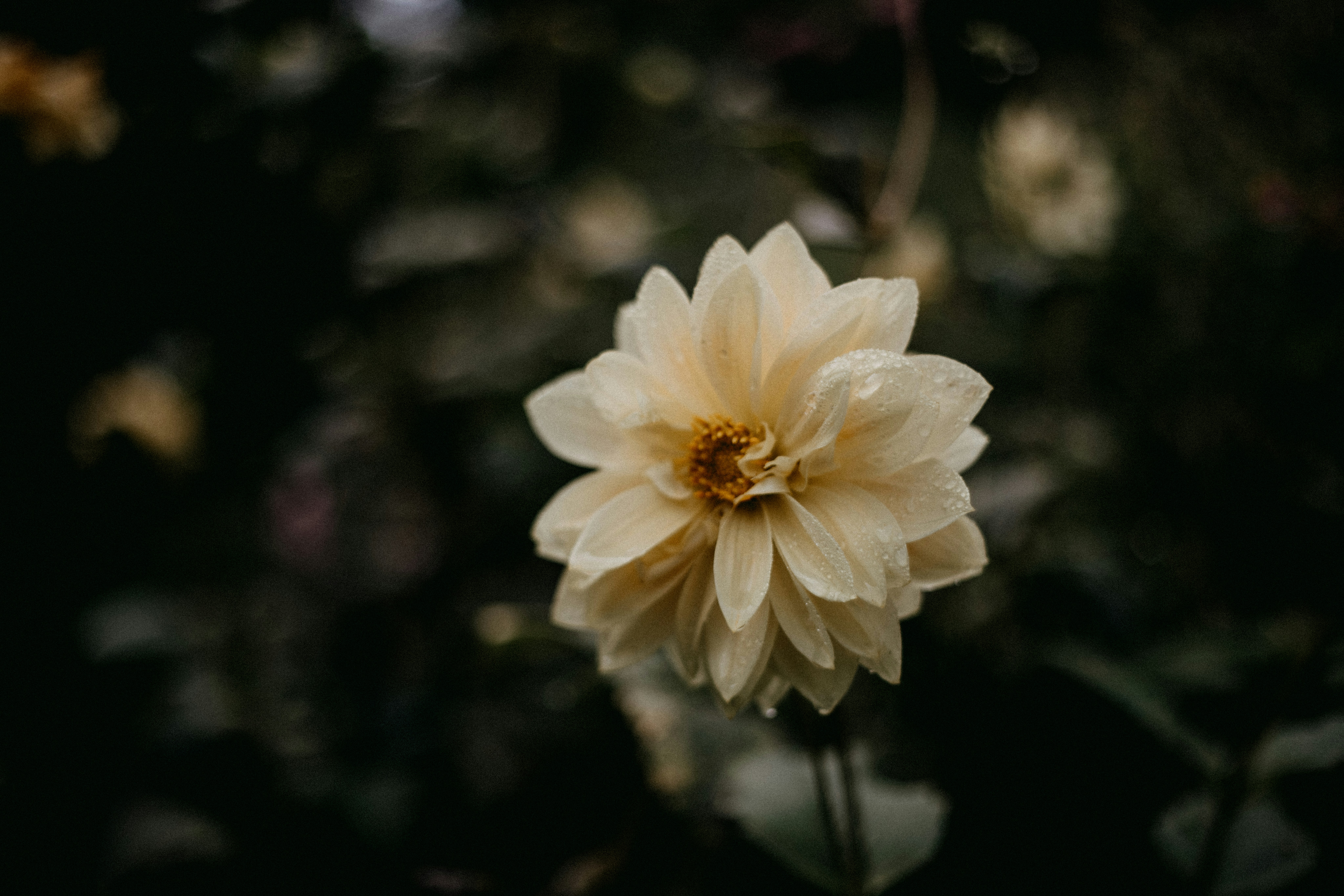 Photo by anniespratt