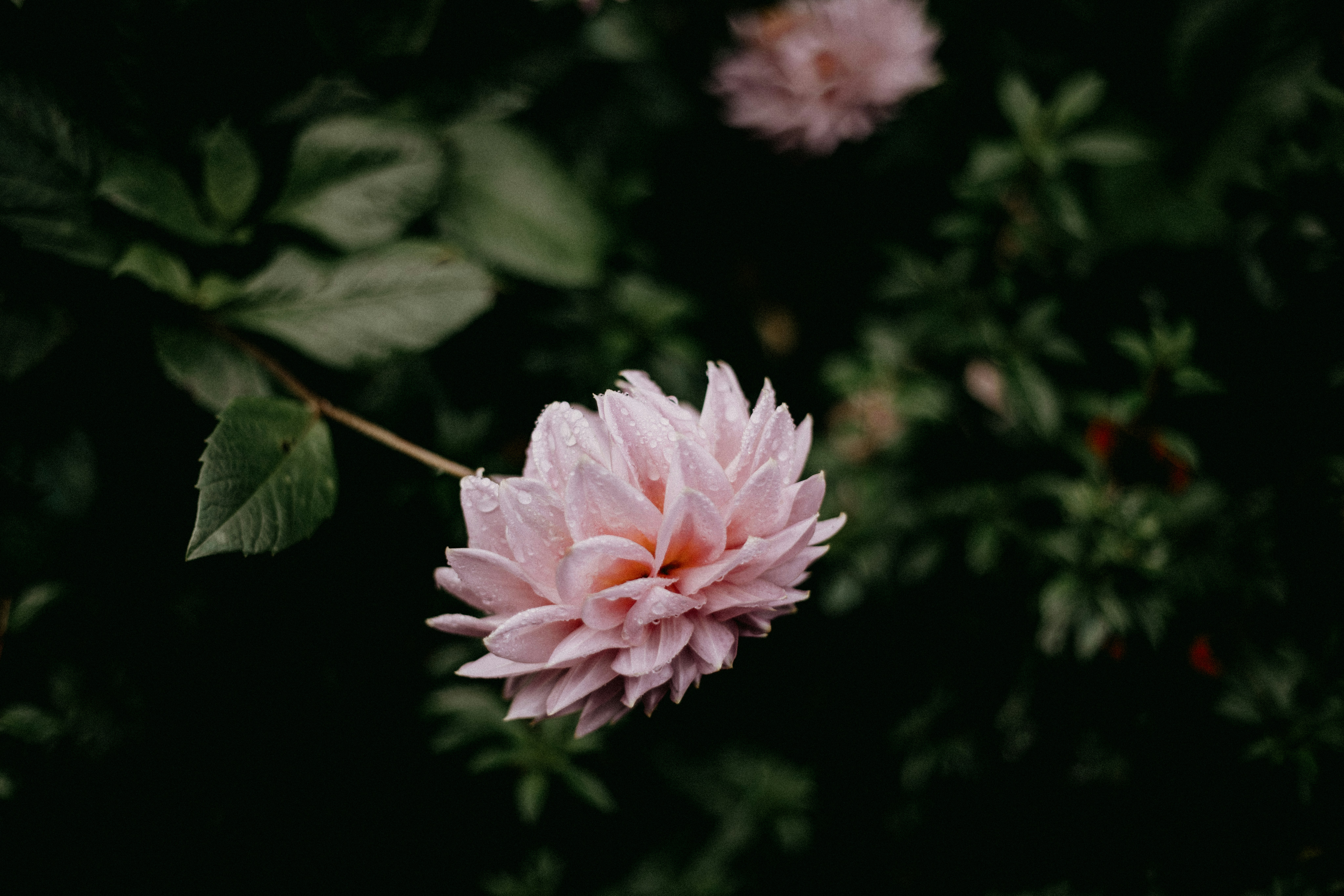 Photo by anniespratt