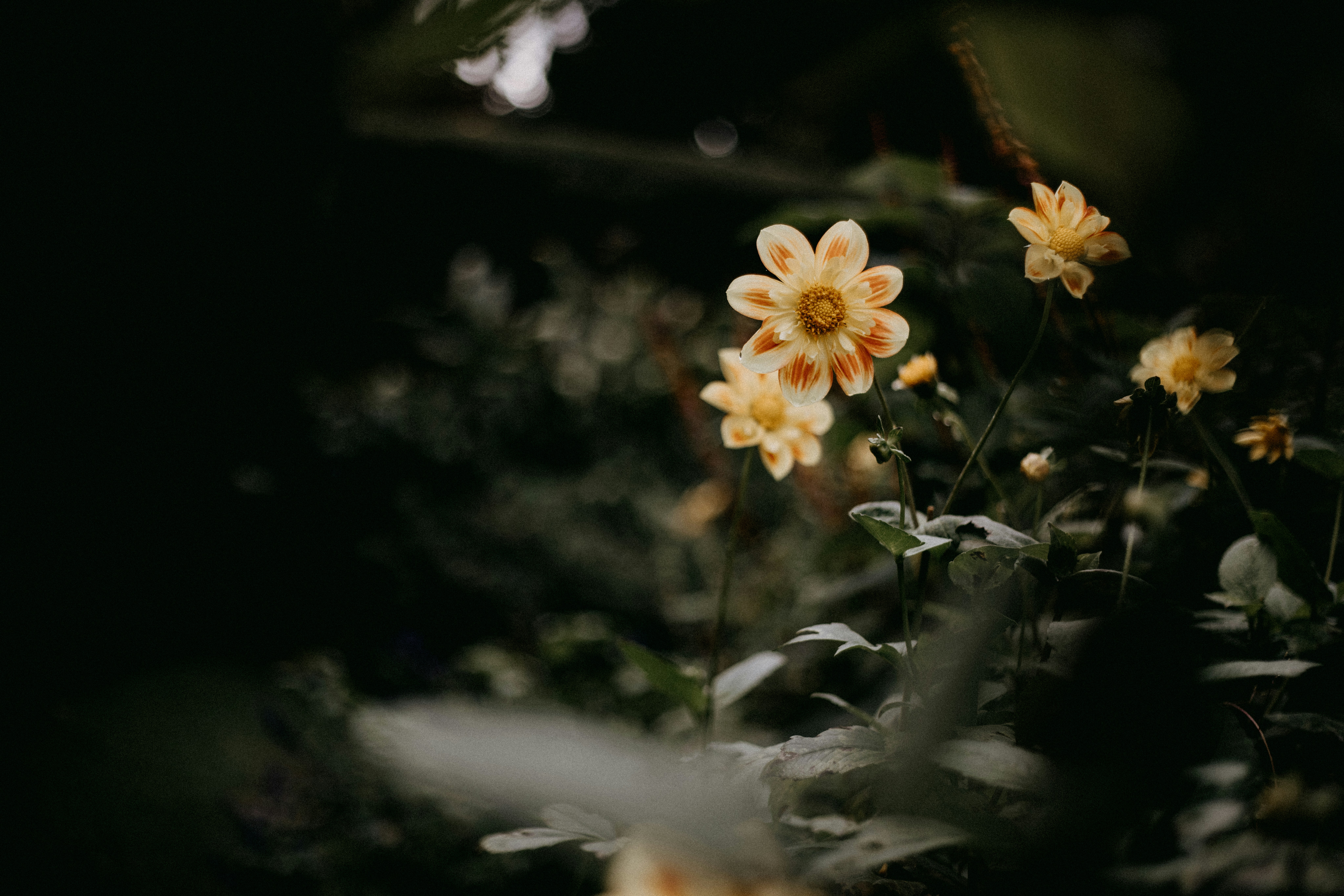 photo-1730190957244-