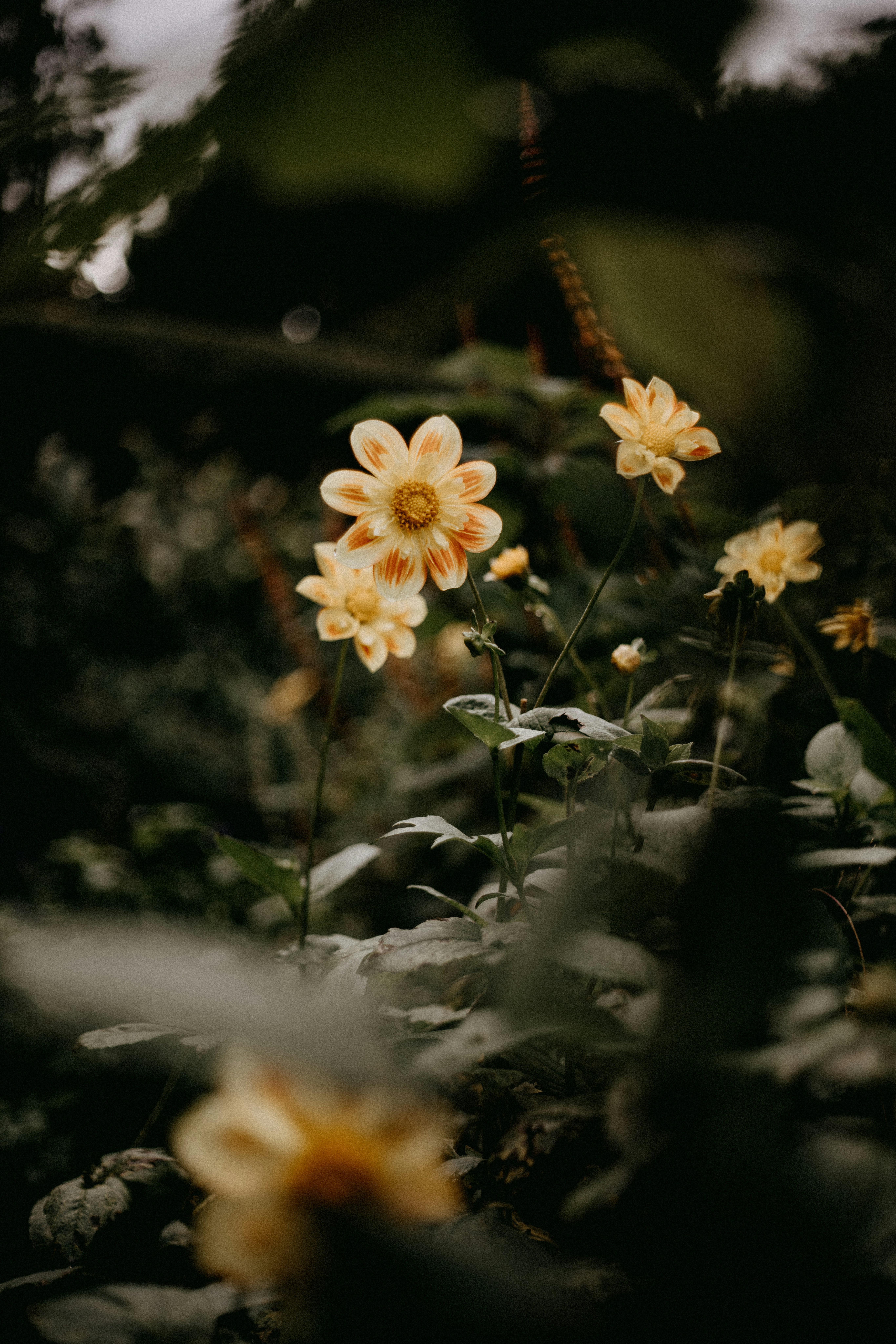 暗闇に咲く花の束の写真 – Unsplashの花の無料画像