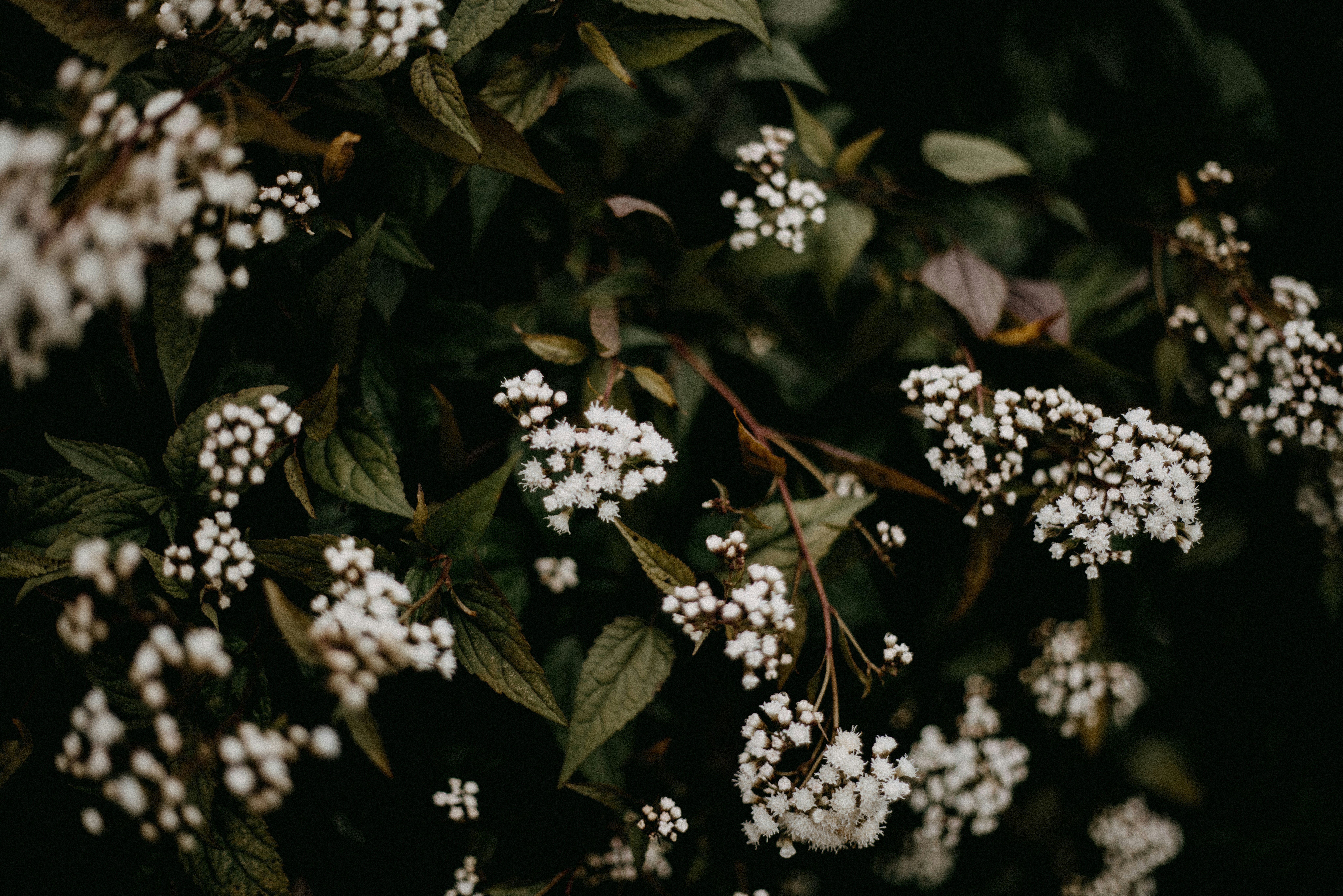 Photo by anniespratt