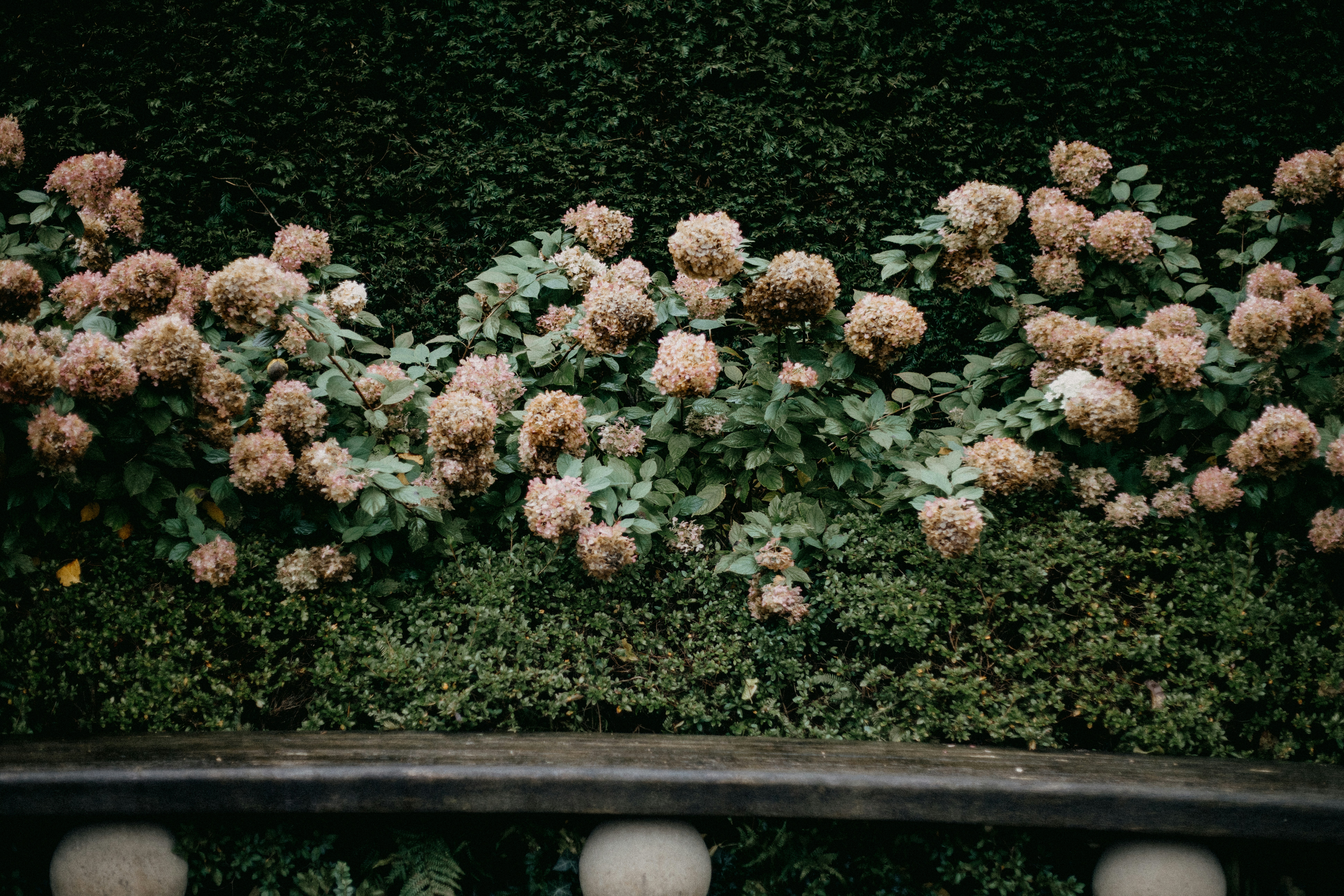 A bunch of flowers that are growing on a wall photo – Free Flower Image ...