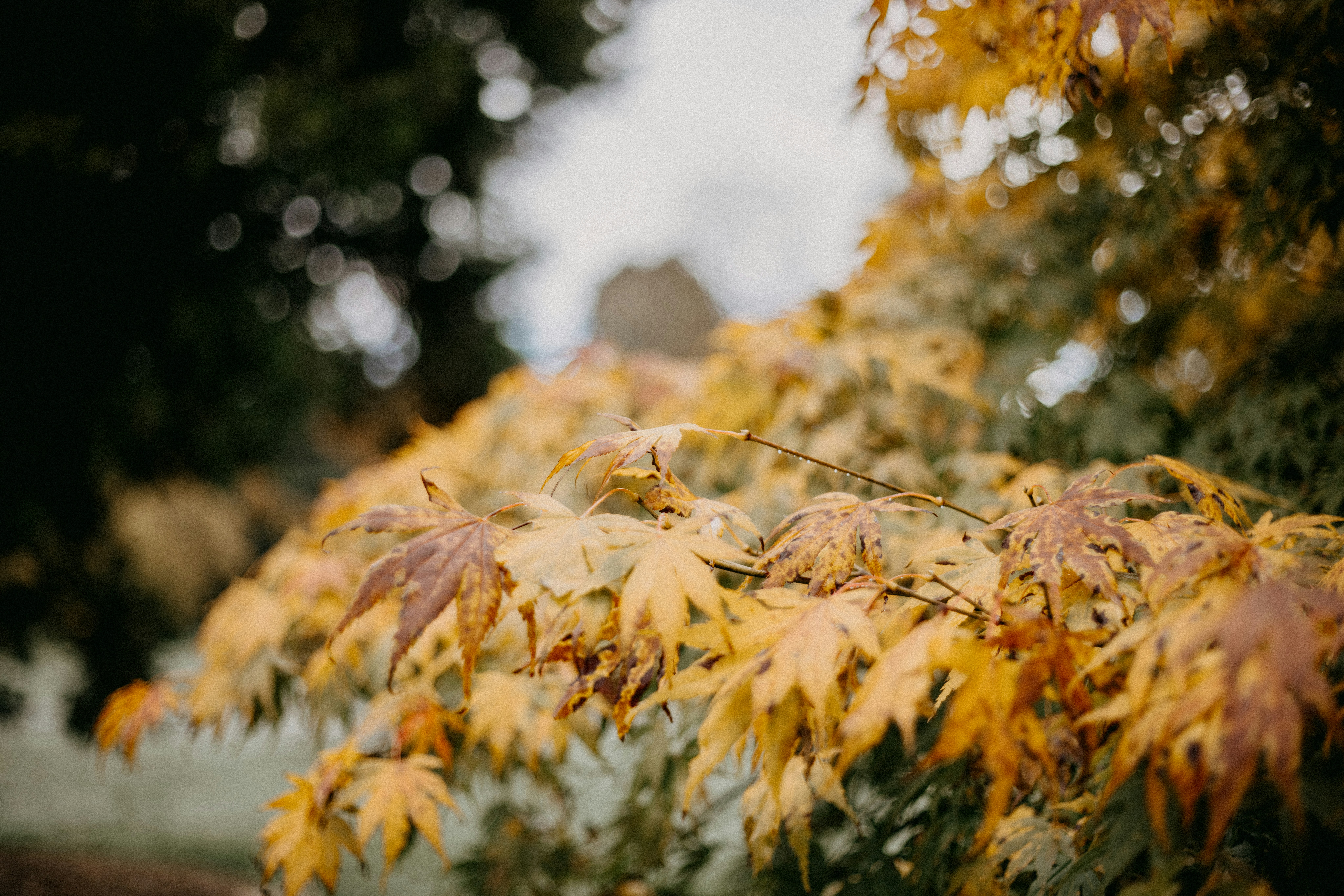 Um close-up de uma árvore com folhas amarelas