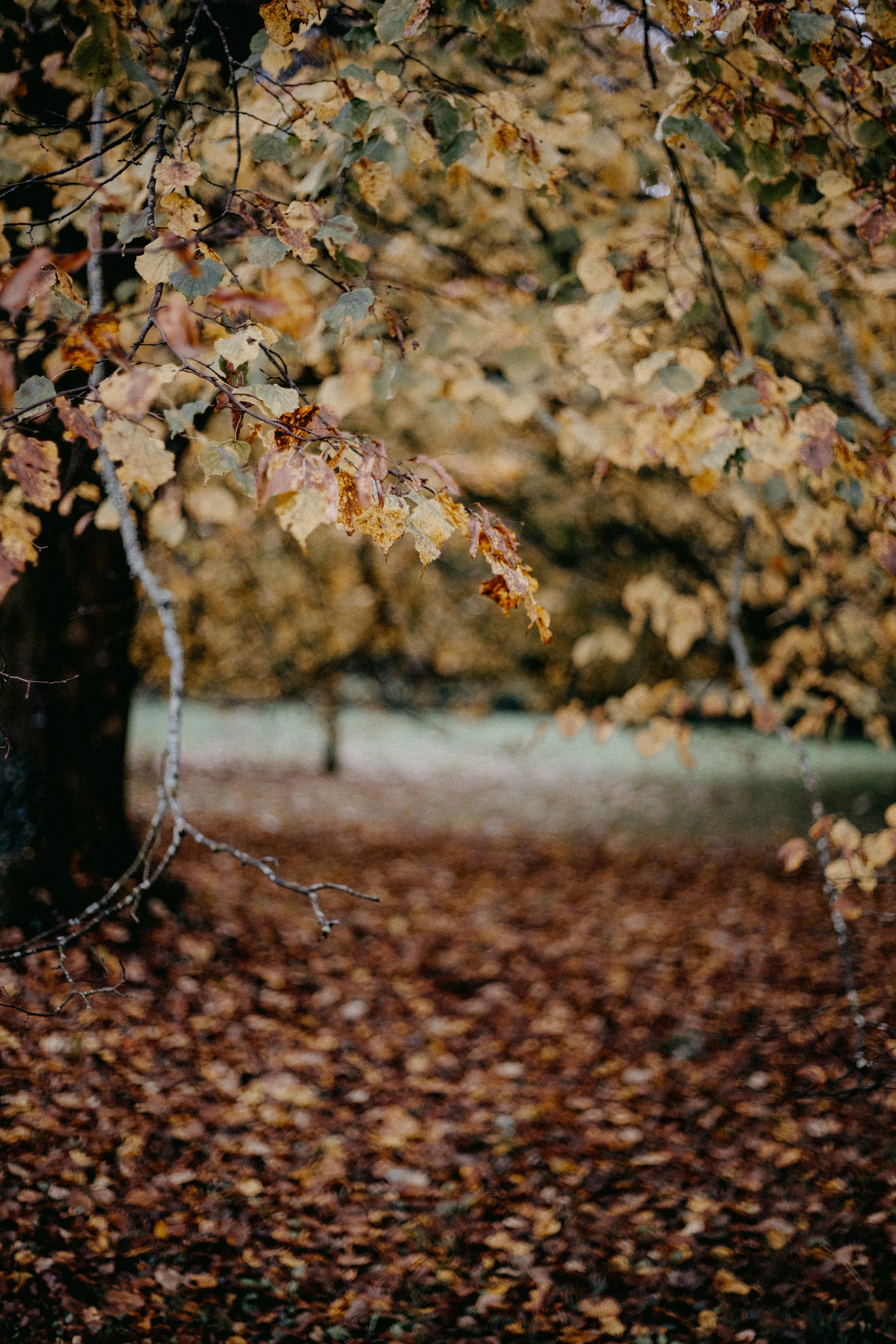 Uma árvore no meio de um campo com folhas no chão