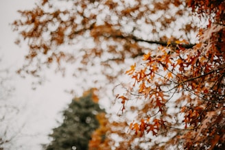 A stop sign that is in front of a tree