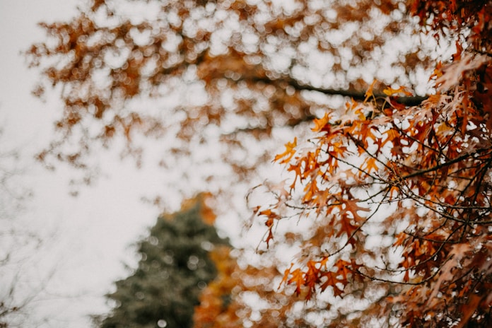A stop sign that is in front of a tree