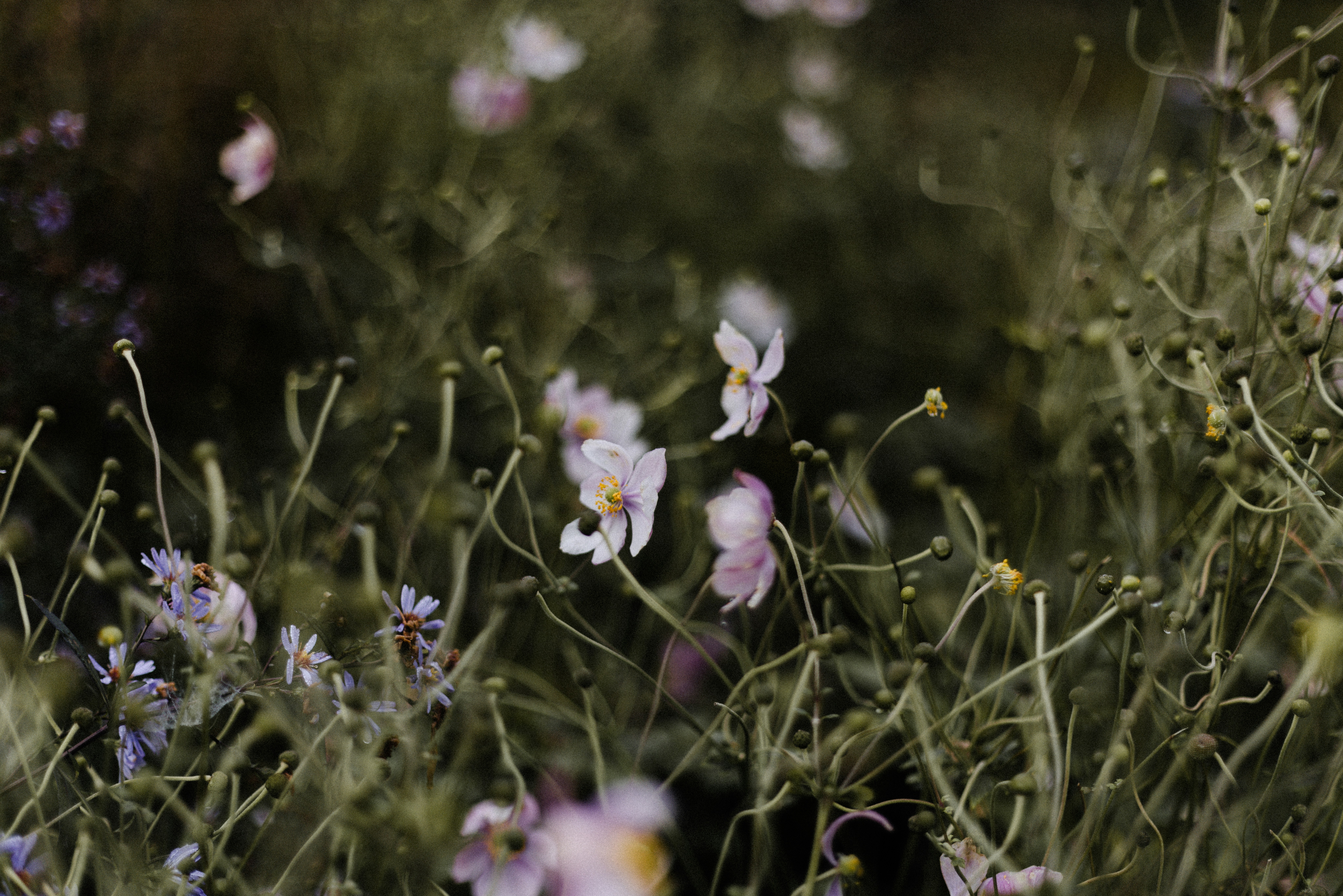 Photo by anniespratt