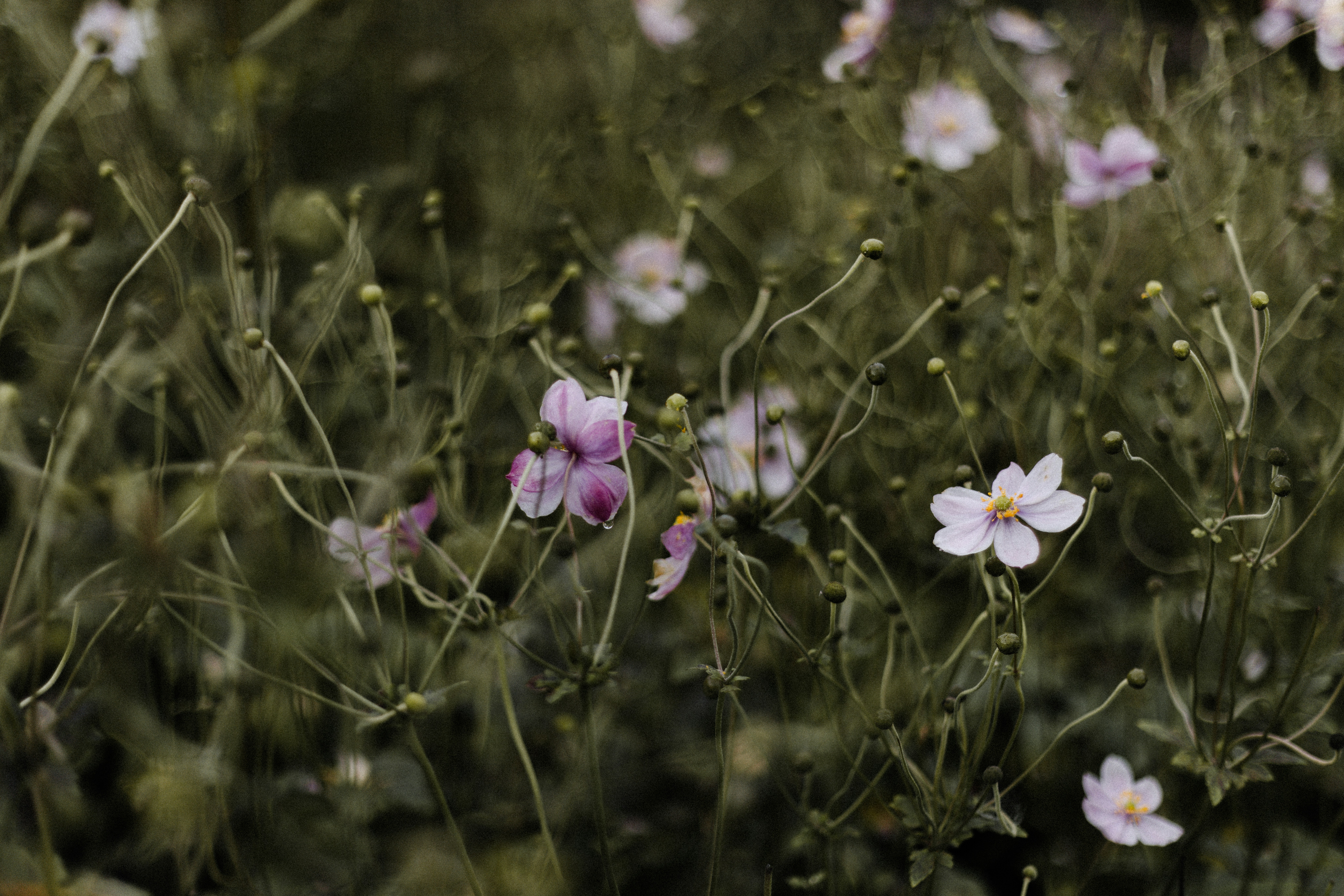 Photo by anniespratt