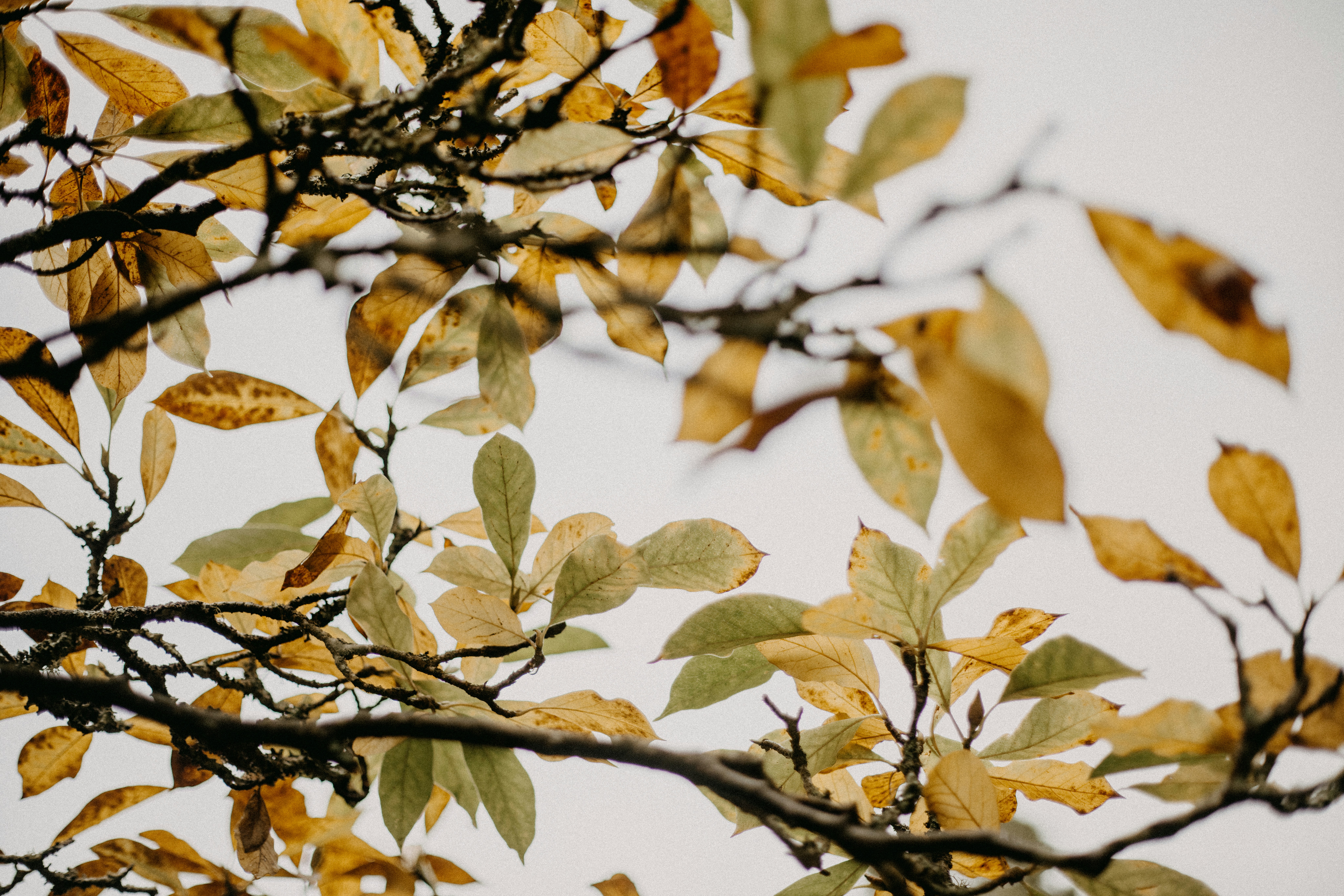 Photo by anniespratt