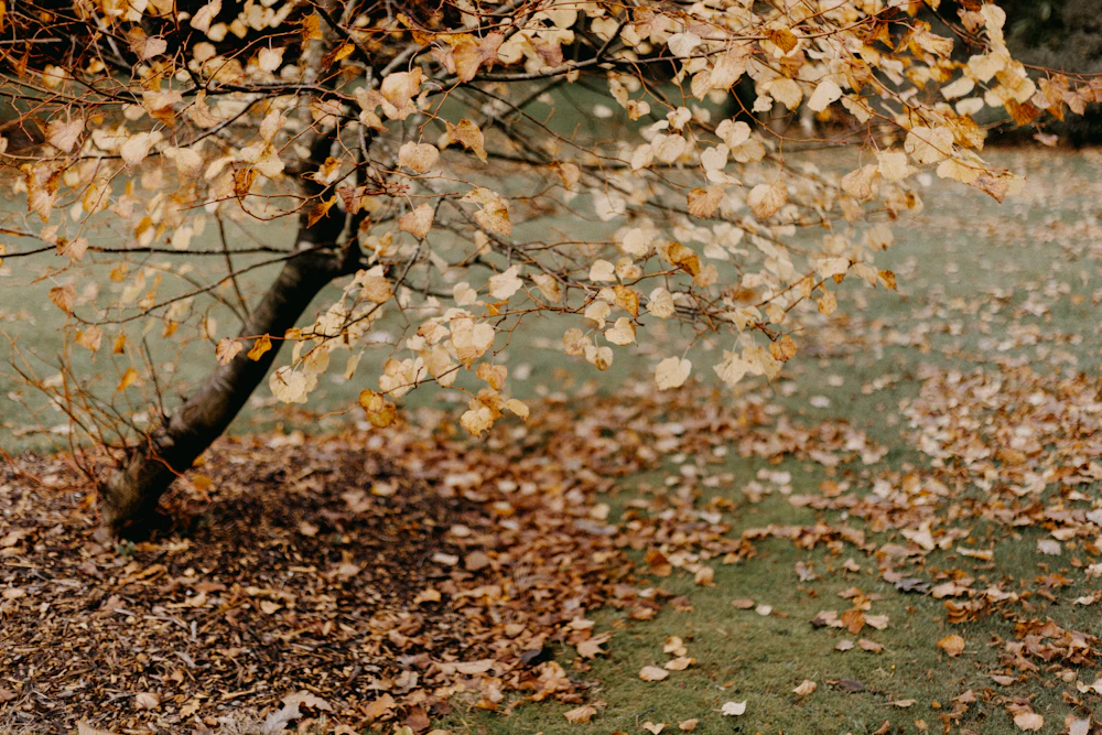 Fallen autumn leaves covering a residential lawn